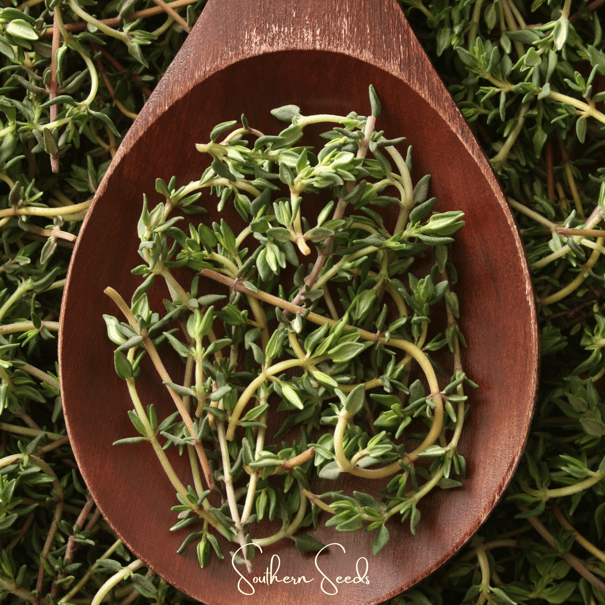 German Winter Thyme – 200 Seeds