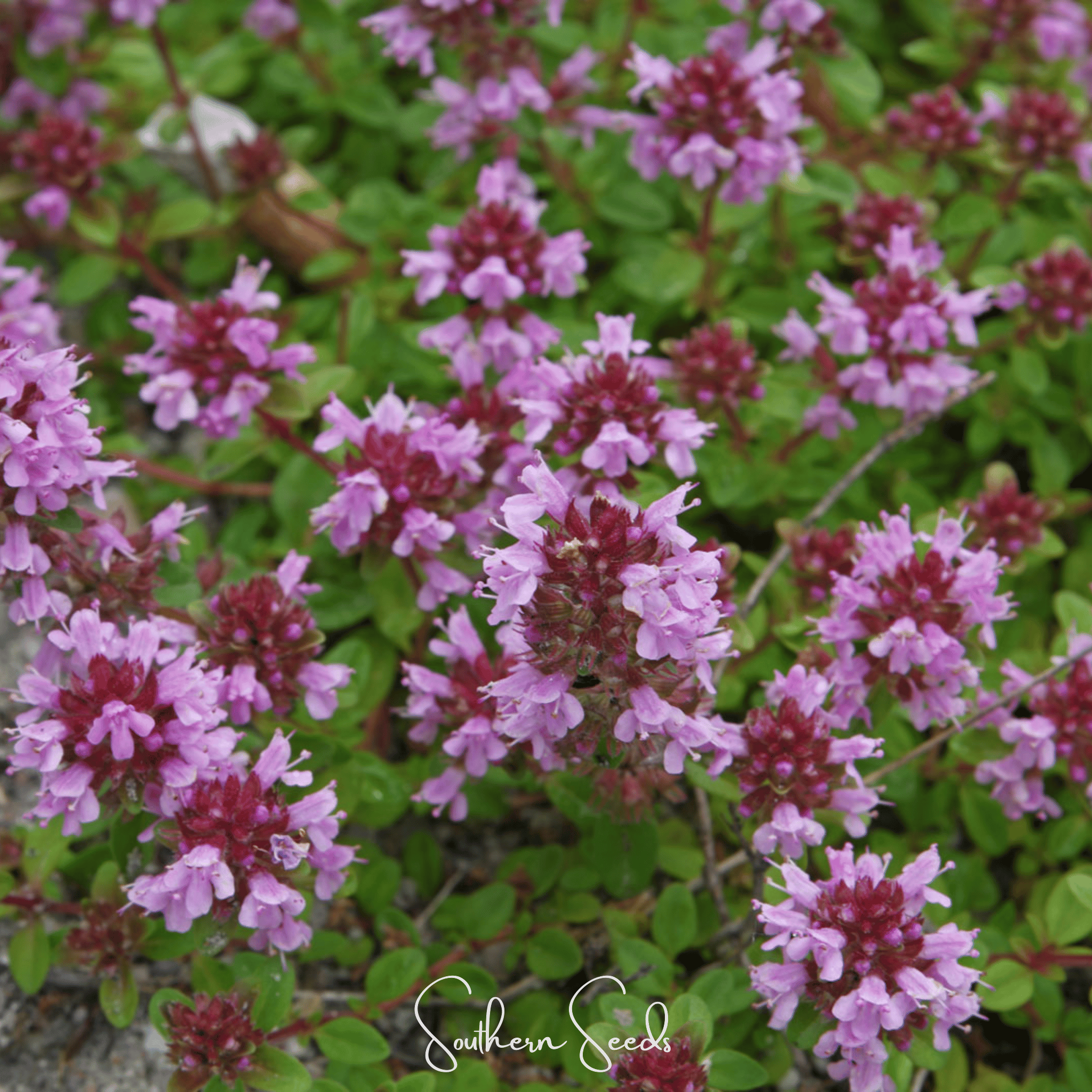 Lemon Thyme – 250 Seeds