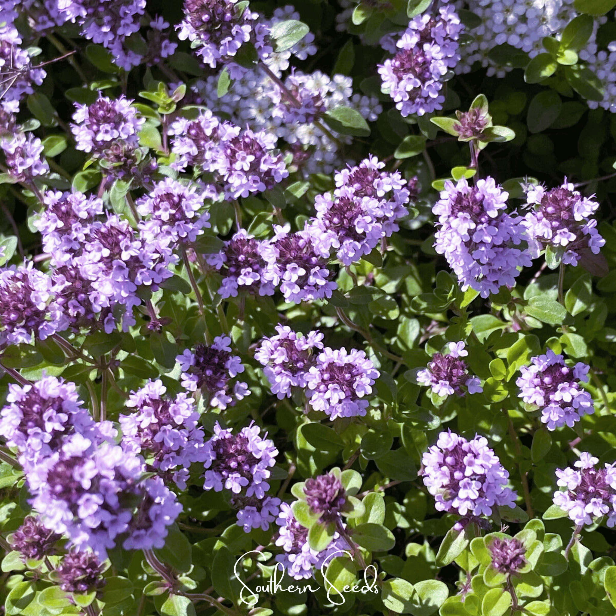 Lemon Thyme – 250 Seeds