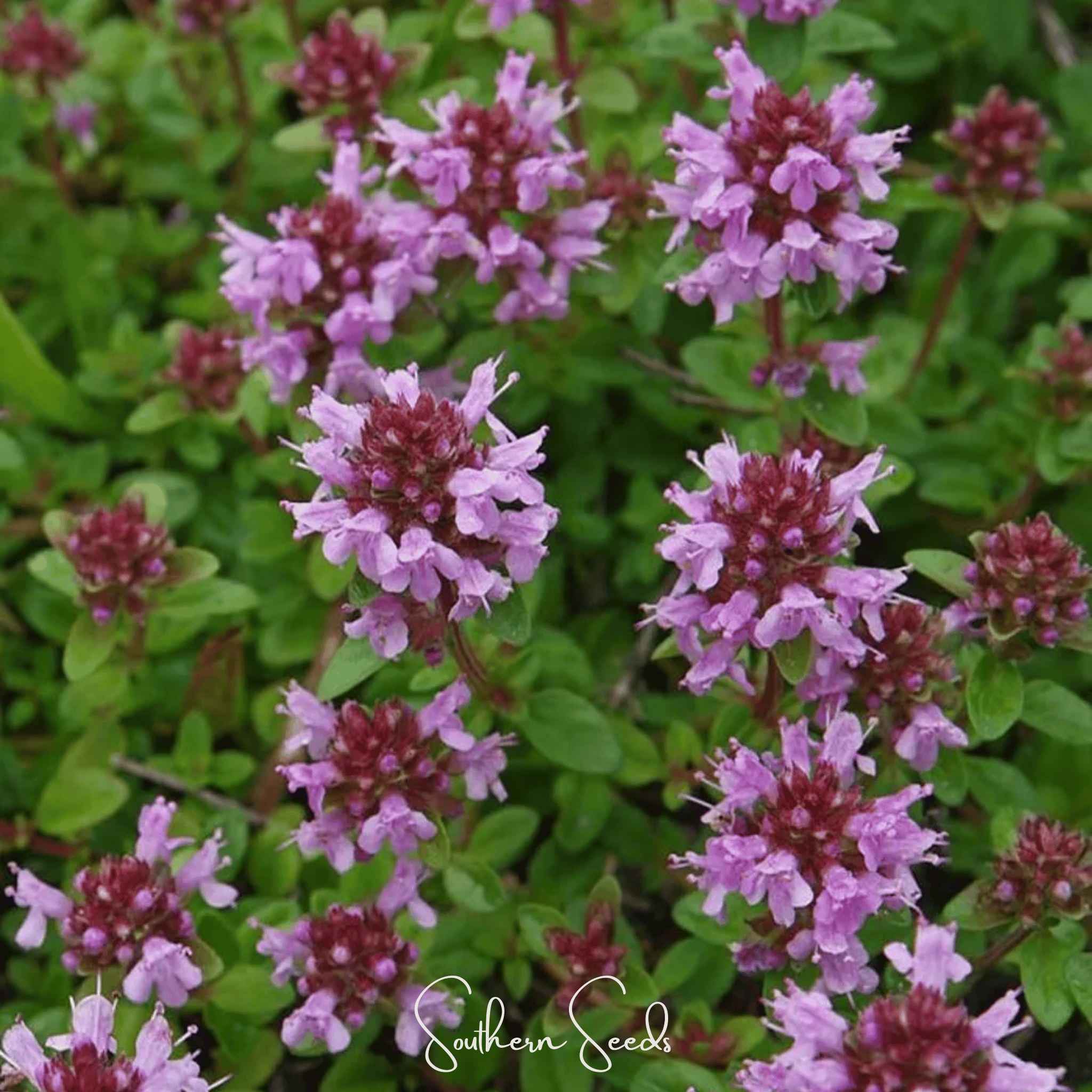 Lemon Thyme – 250 Seeds