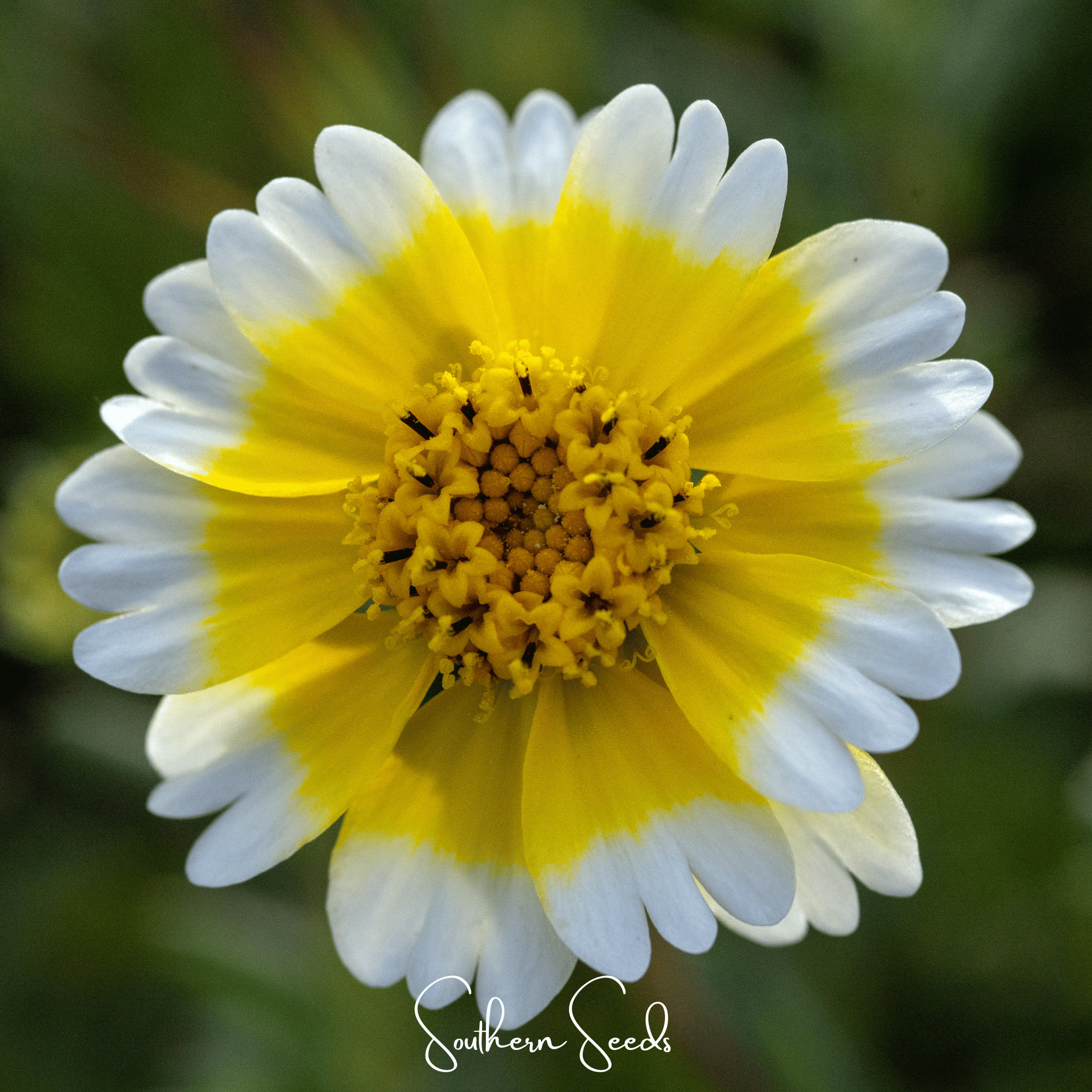 Tidy Tips – 100 Seeds