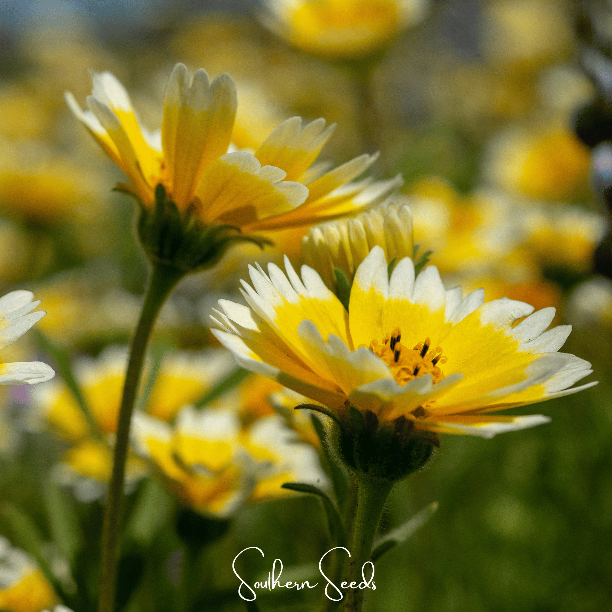 Tidy Tips – 100 Seeds