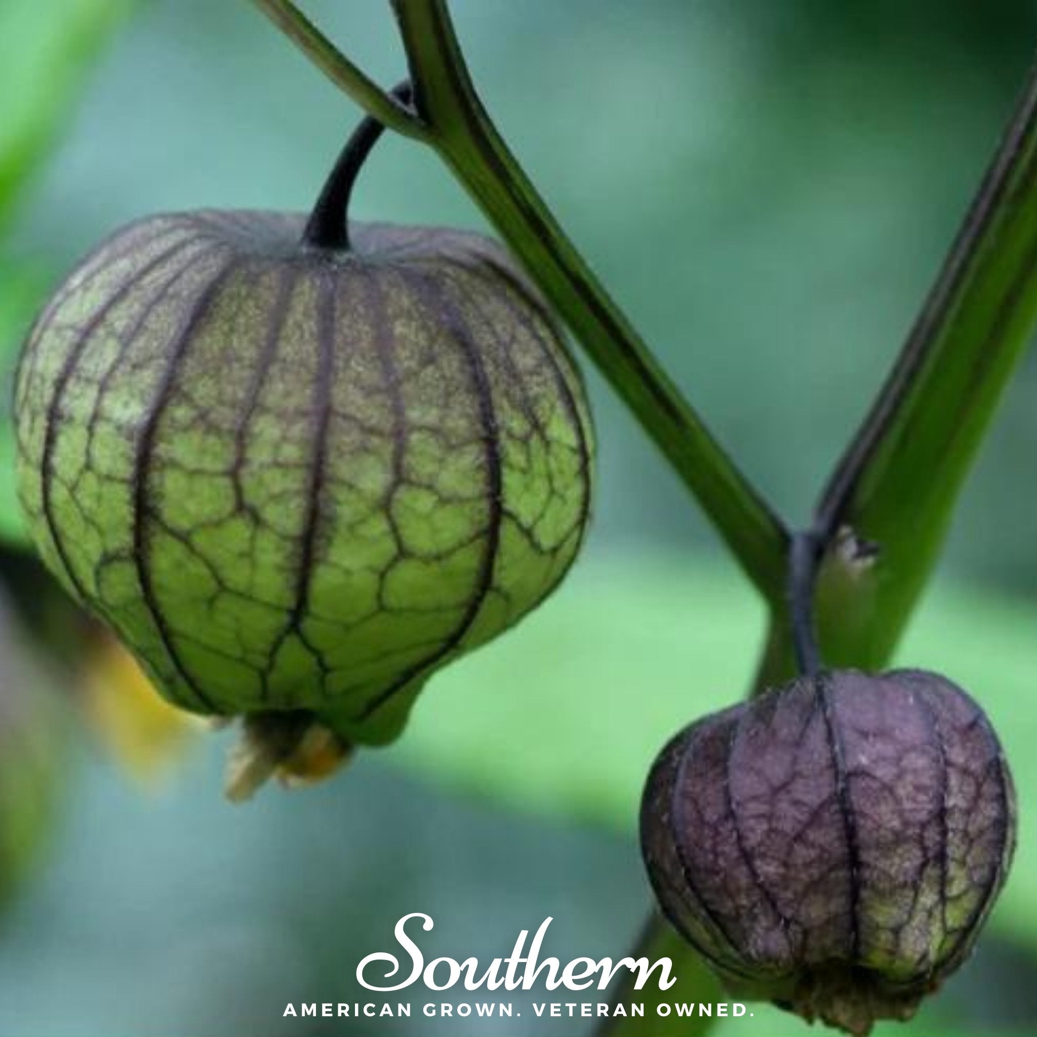 Purple Tomatillo – 30 Seeds