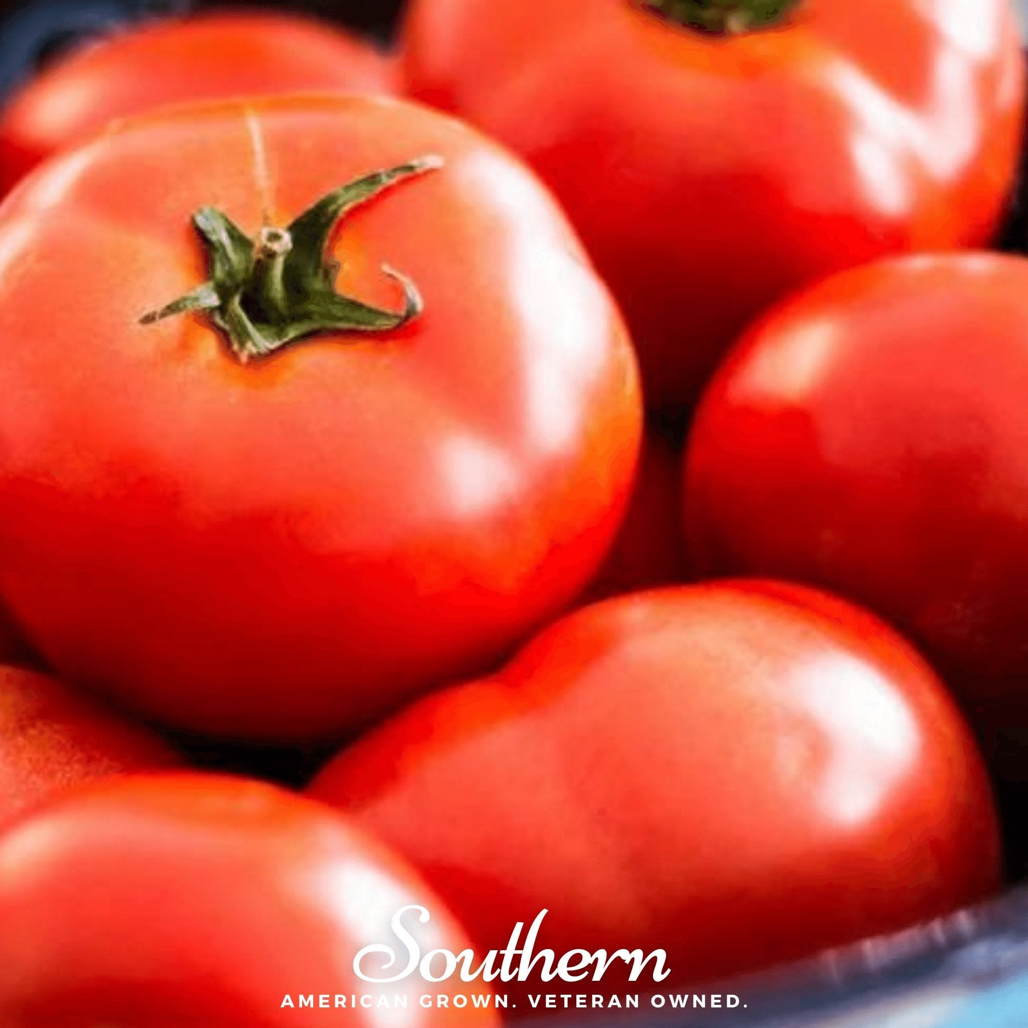 Floridade Tomato – 50 Seeds