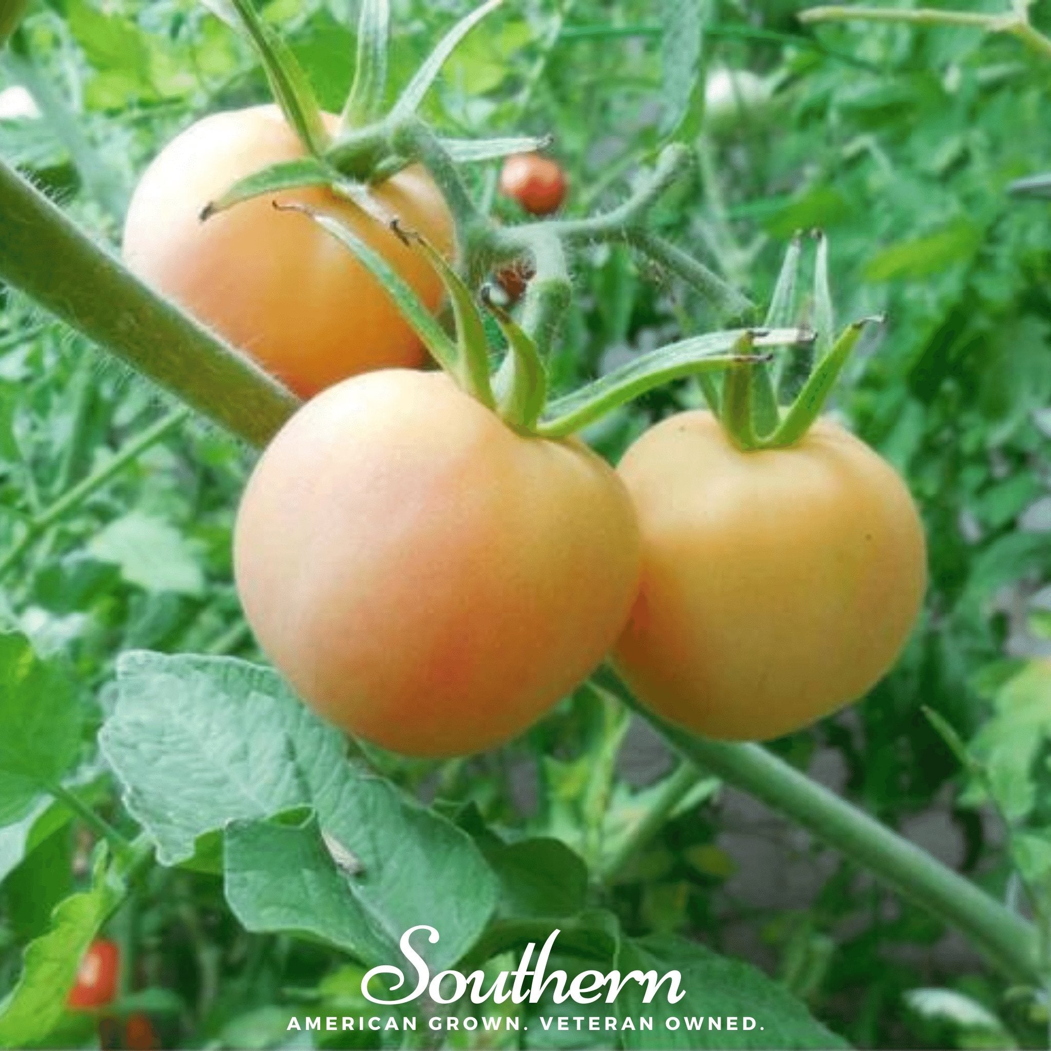 Garden Peach Tomato – 50 Seeds