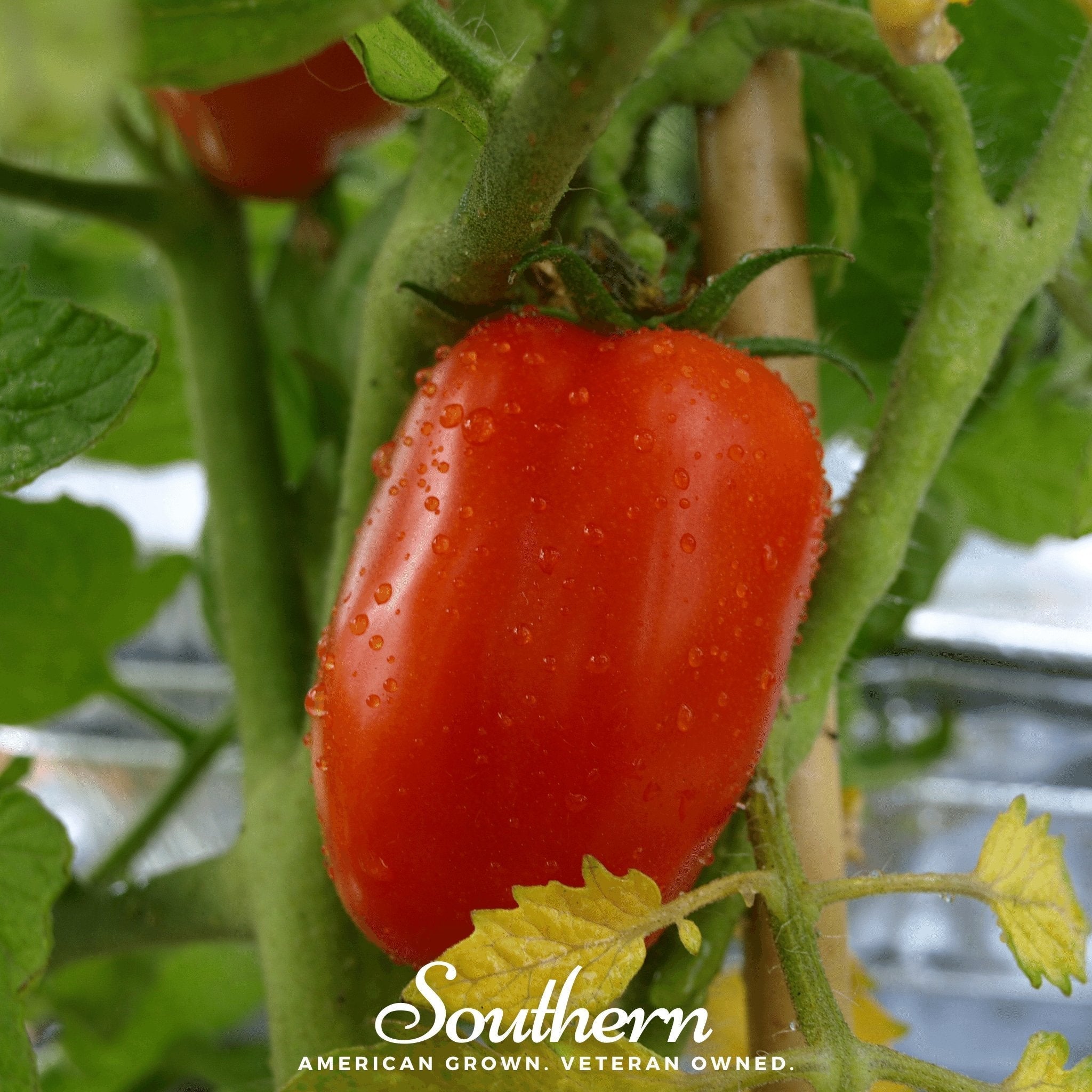 San Marzano Tomato – 50 Seeds