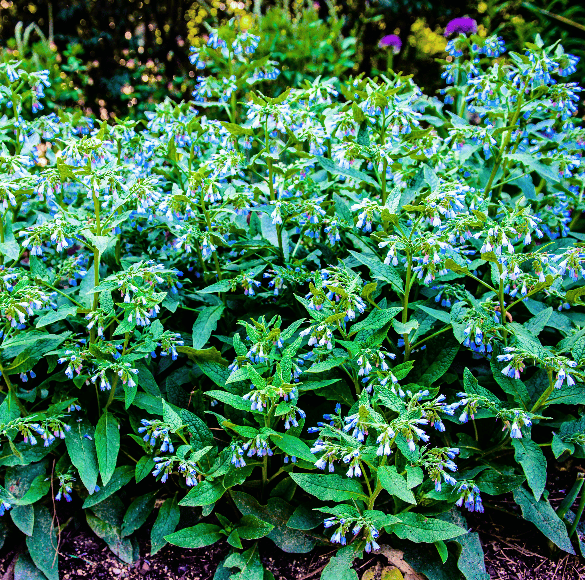 True Comfrey – 20 Seeds