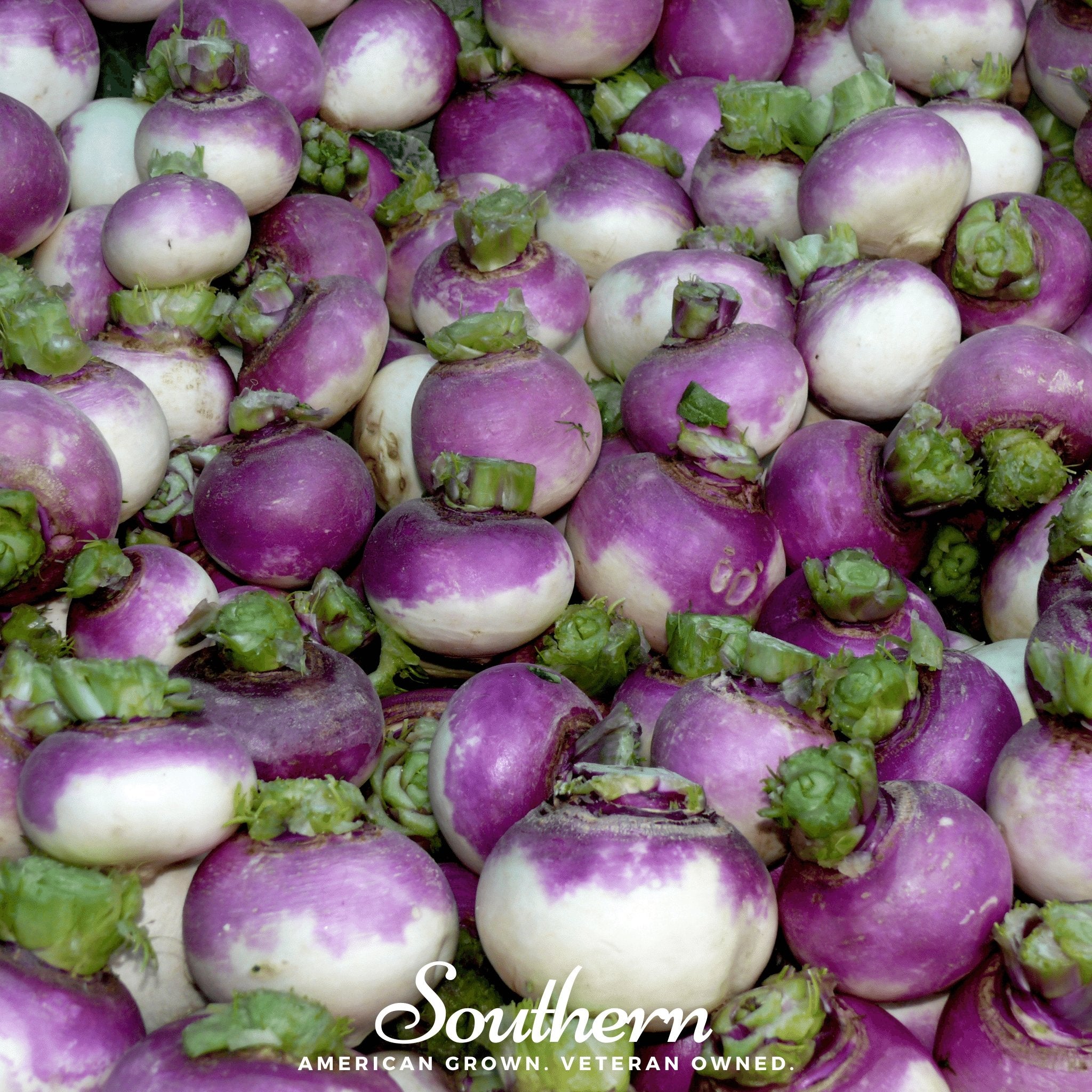 Purple Top White Globe Turnip – 250 Seeds