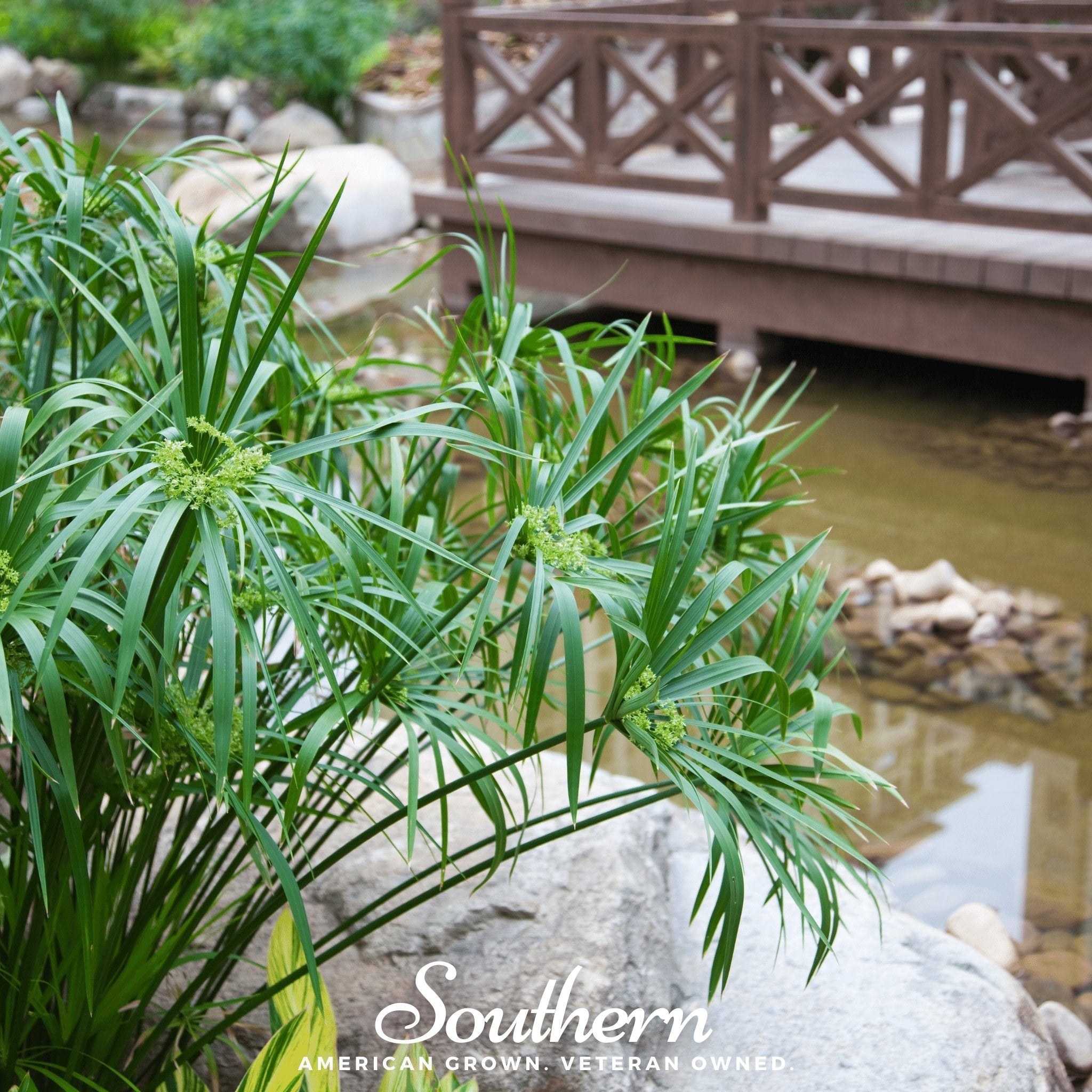 Umbrella Plant – 50 Seeds