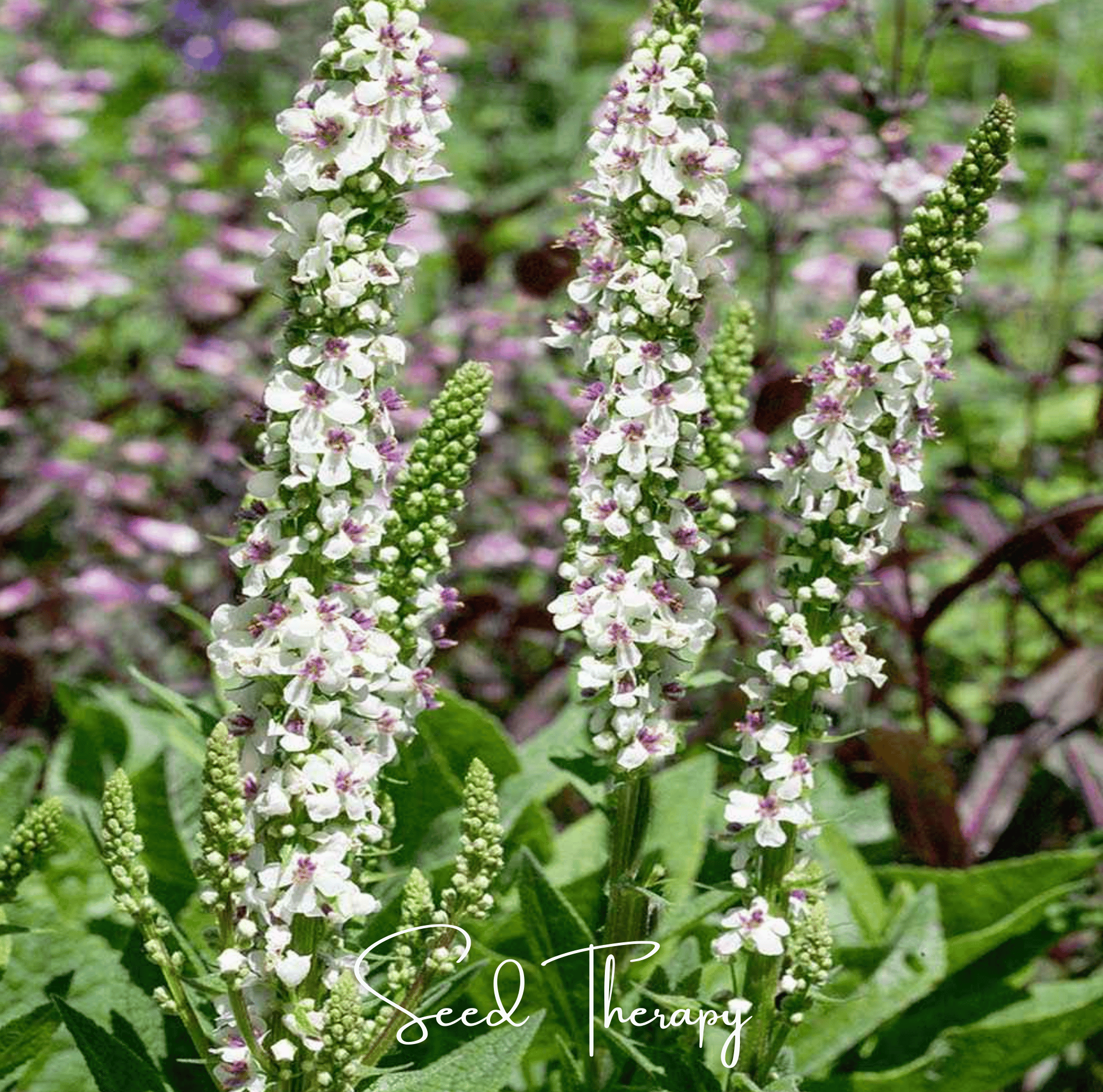 Wedding Candles Verbascum – 50 Seeds
