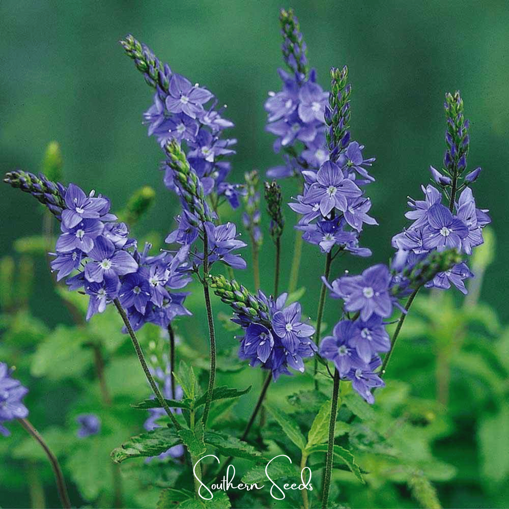 Royal Blue Veronica Speedwell – 50 Seeds