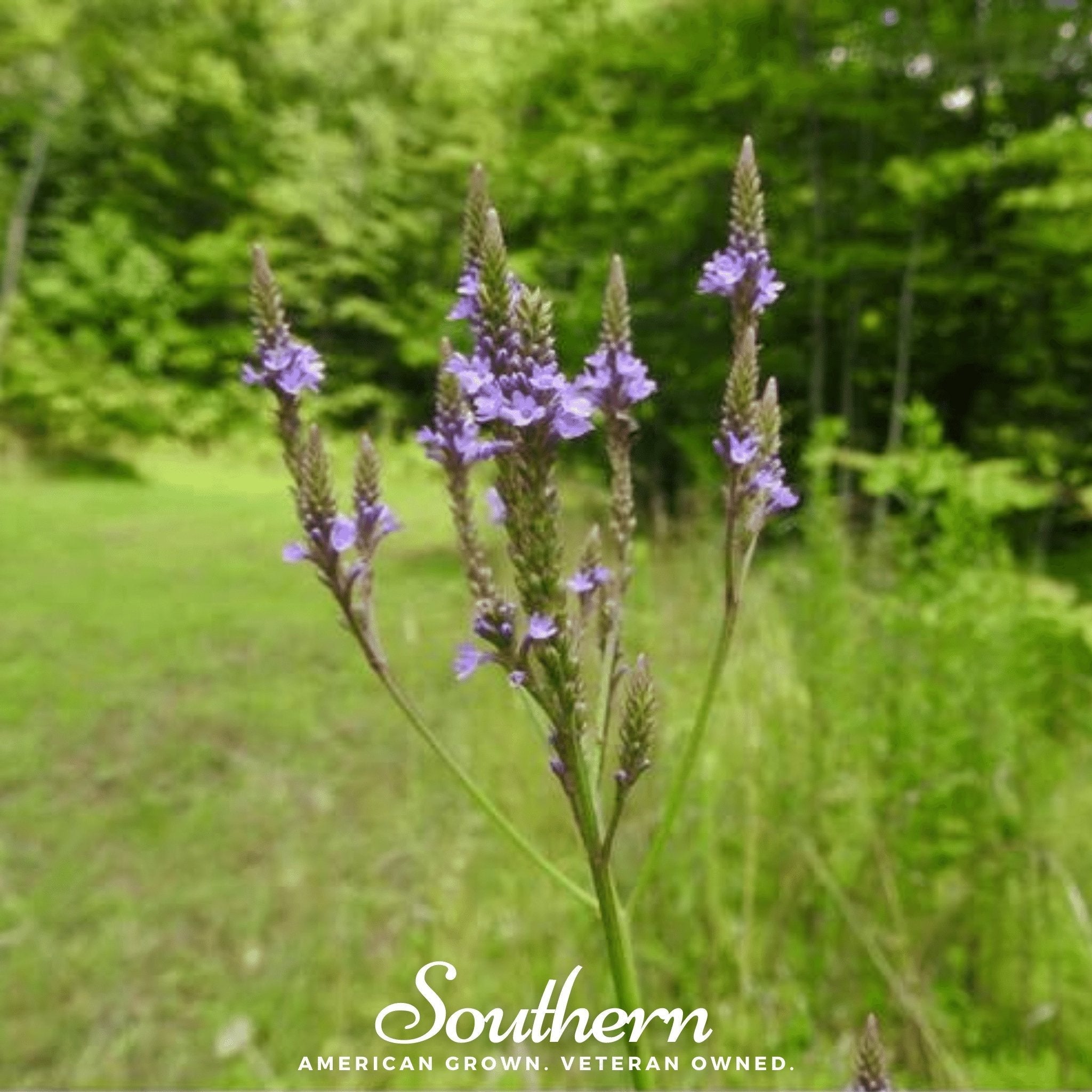 Blue Vervain – 100 Seeds