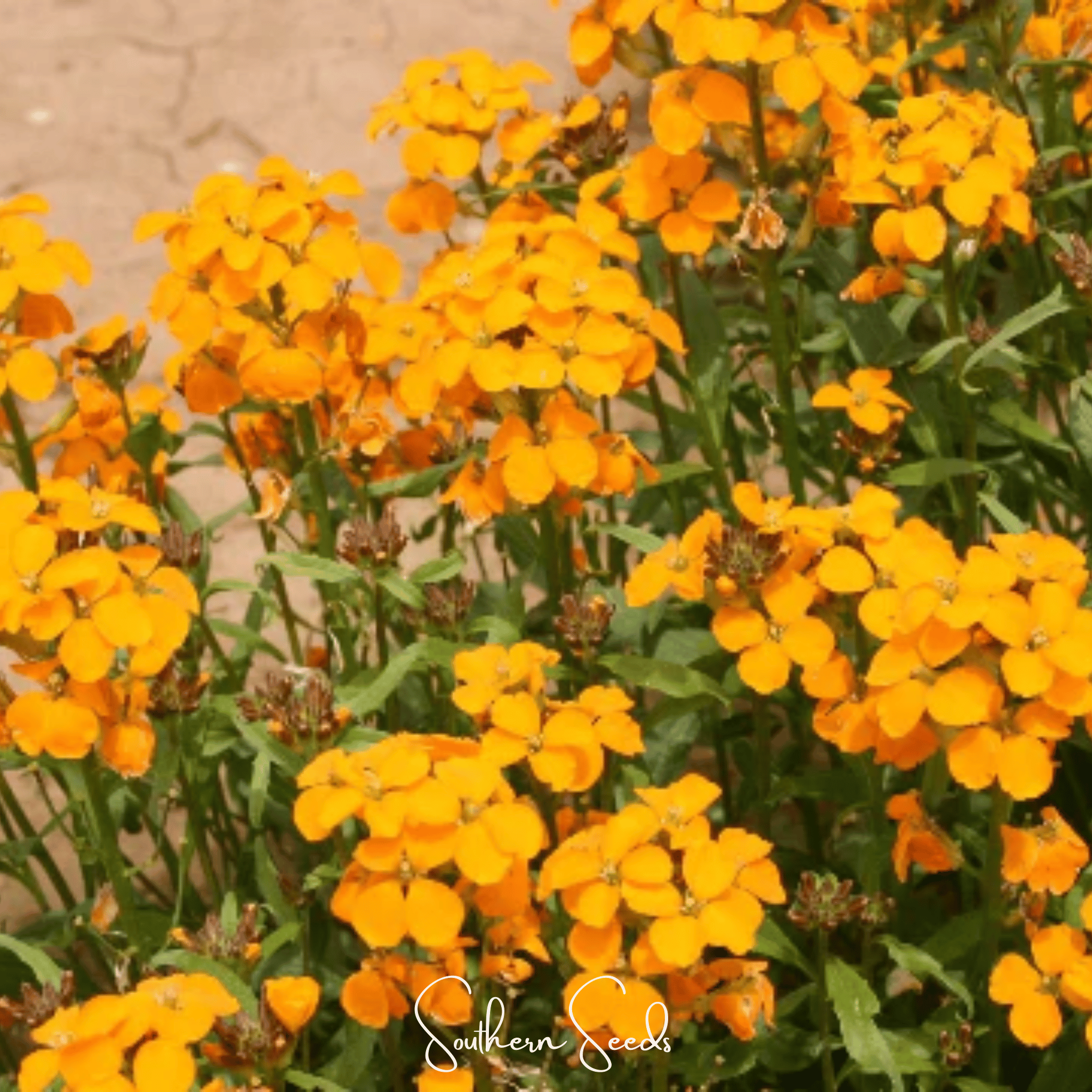 Siberian Wallflower – 250 Seeds