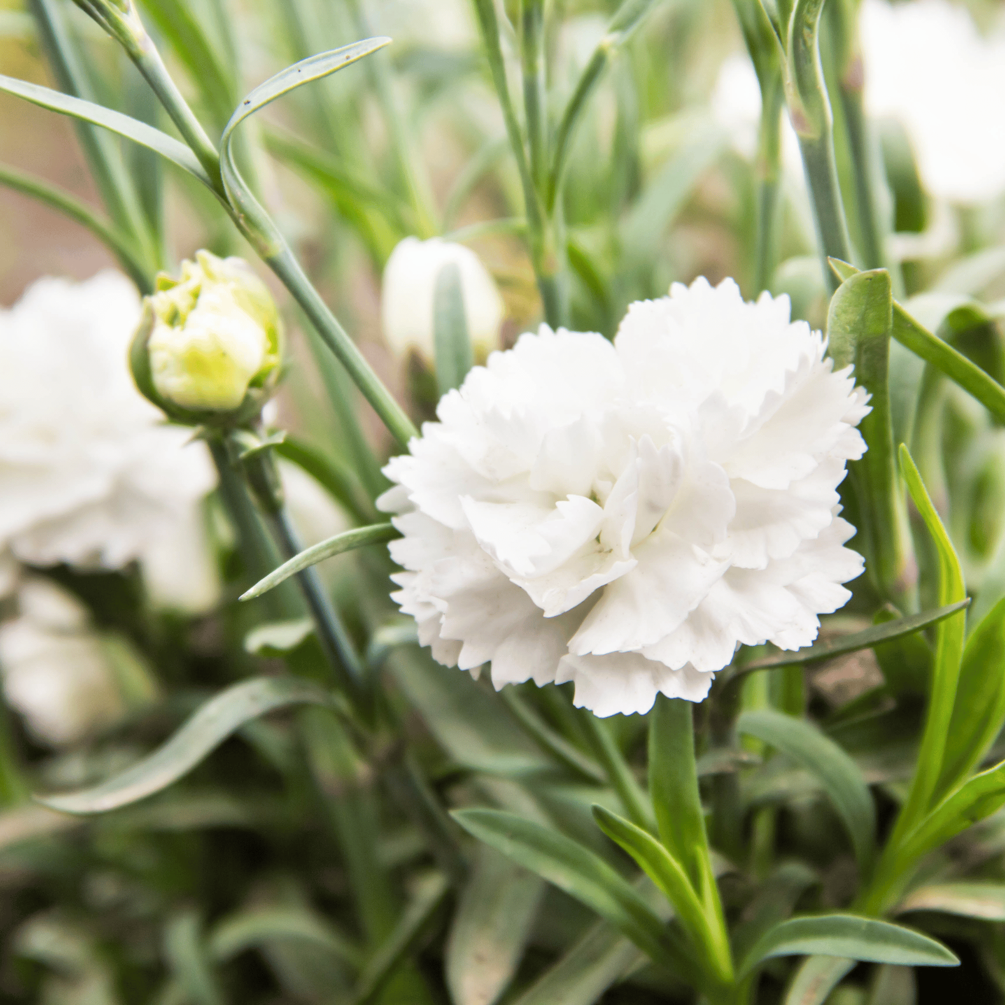White Grenadin Carnation – 25 Seeds