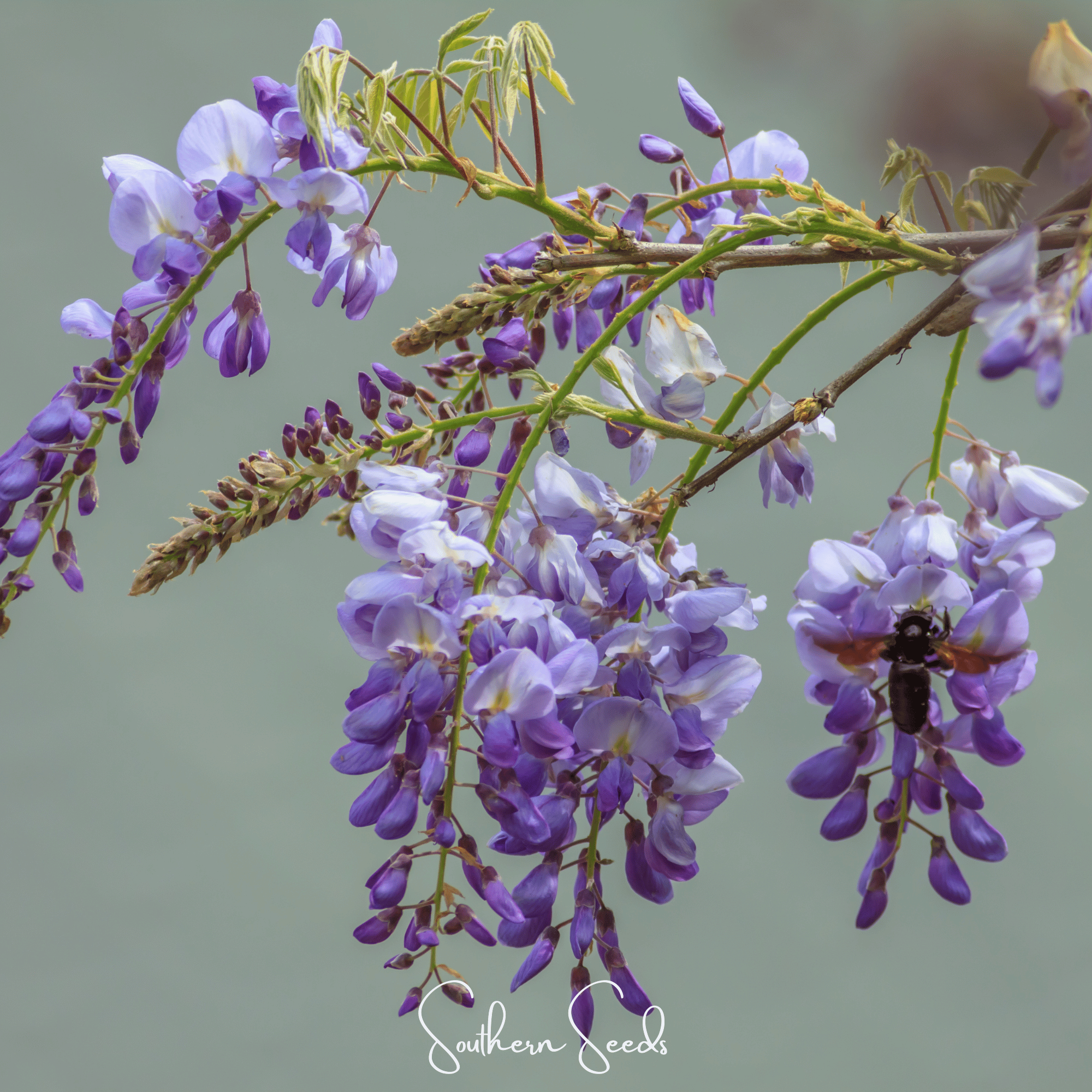 American Wisteria – 5 Seeds