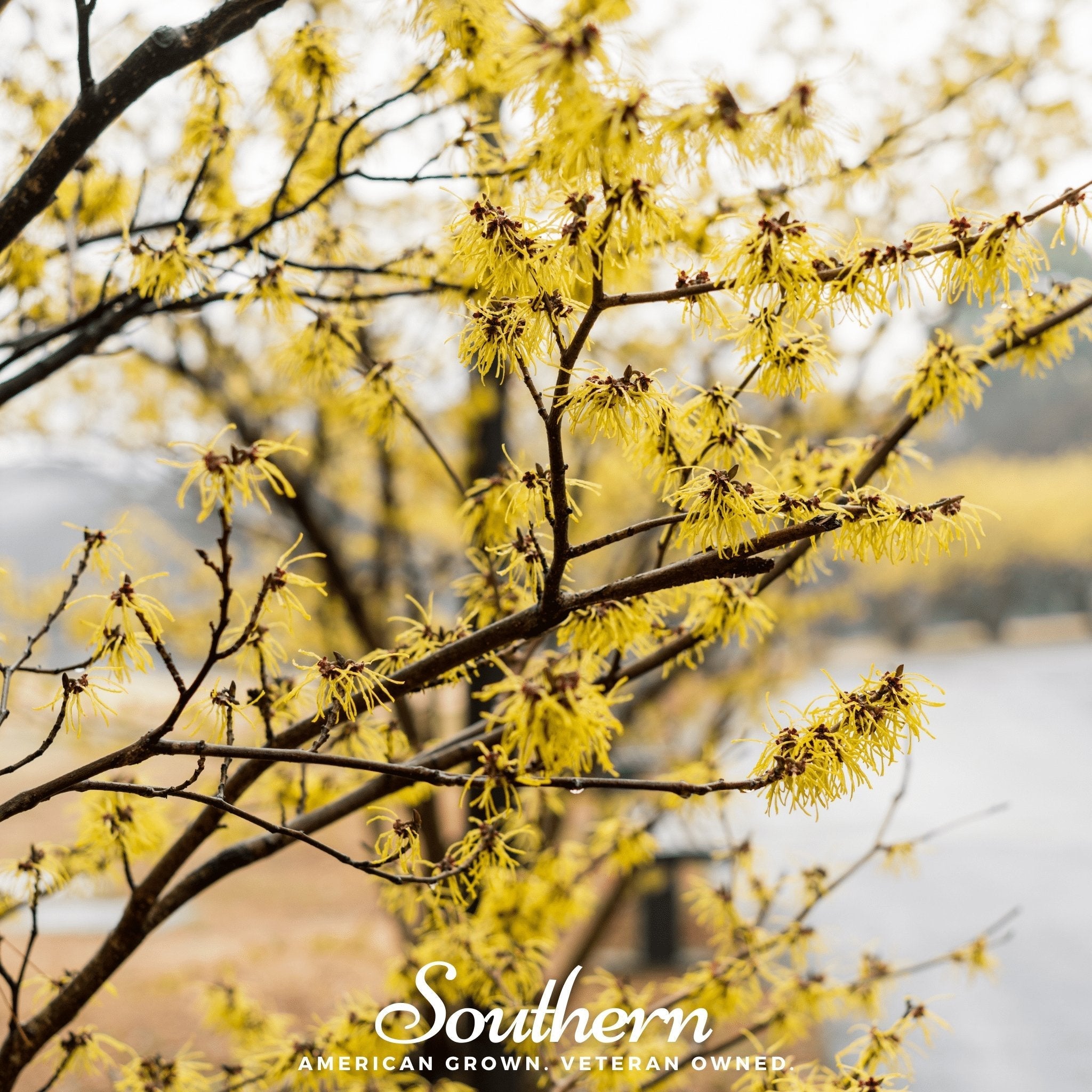 Witch Hazel – 5 Seeds