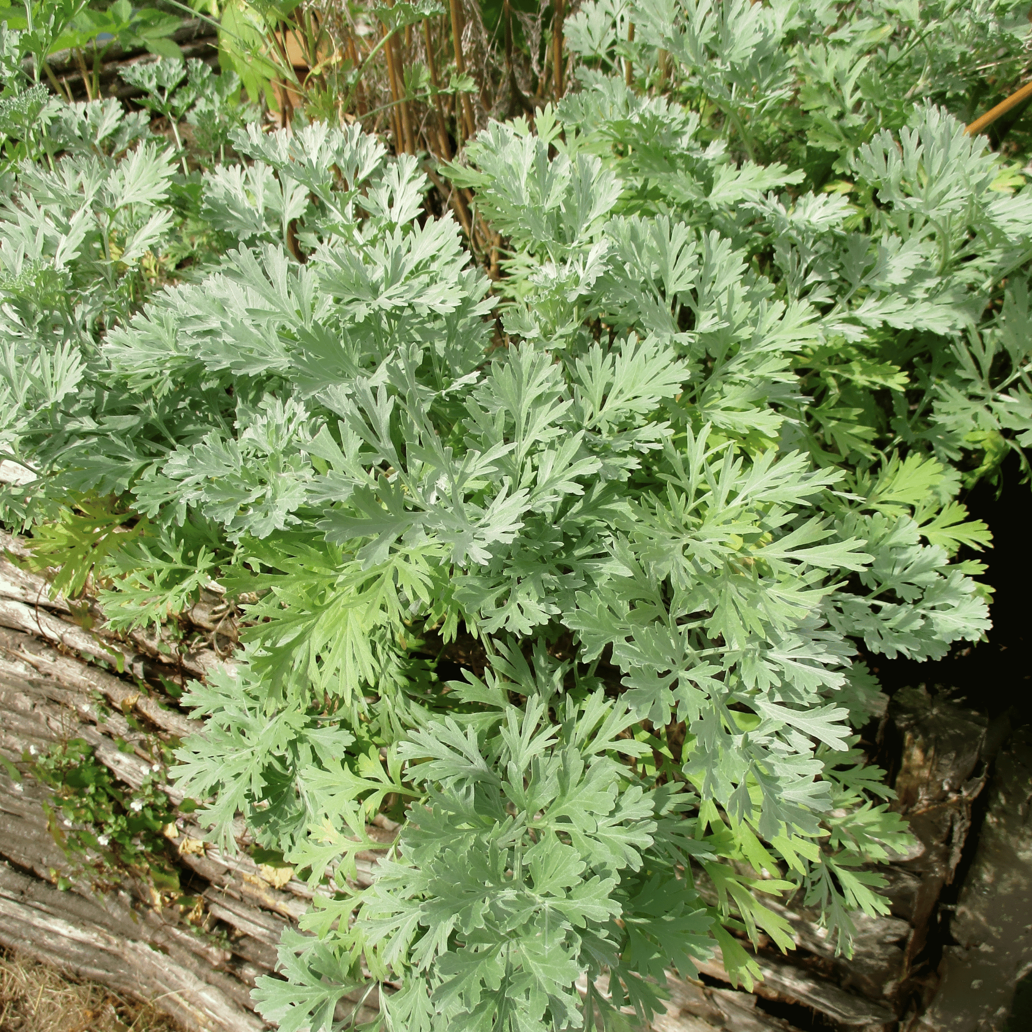 Wormwood – 200 Seeds