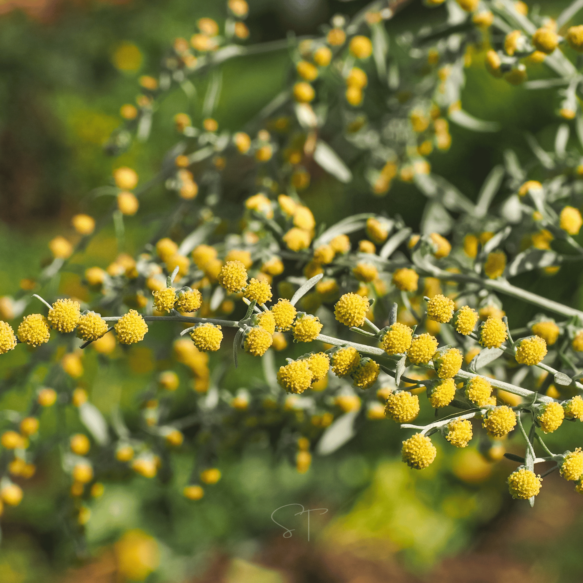 Wormwood – 200 Seeds