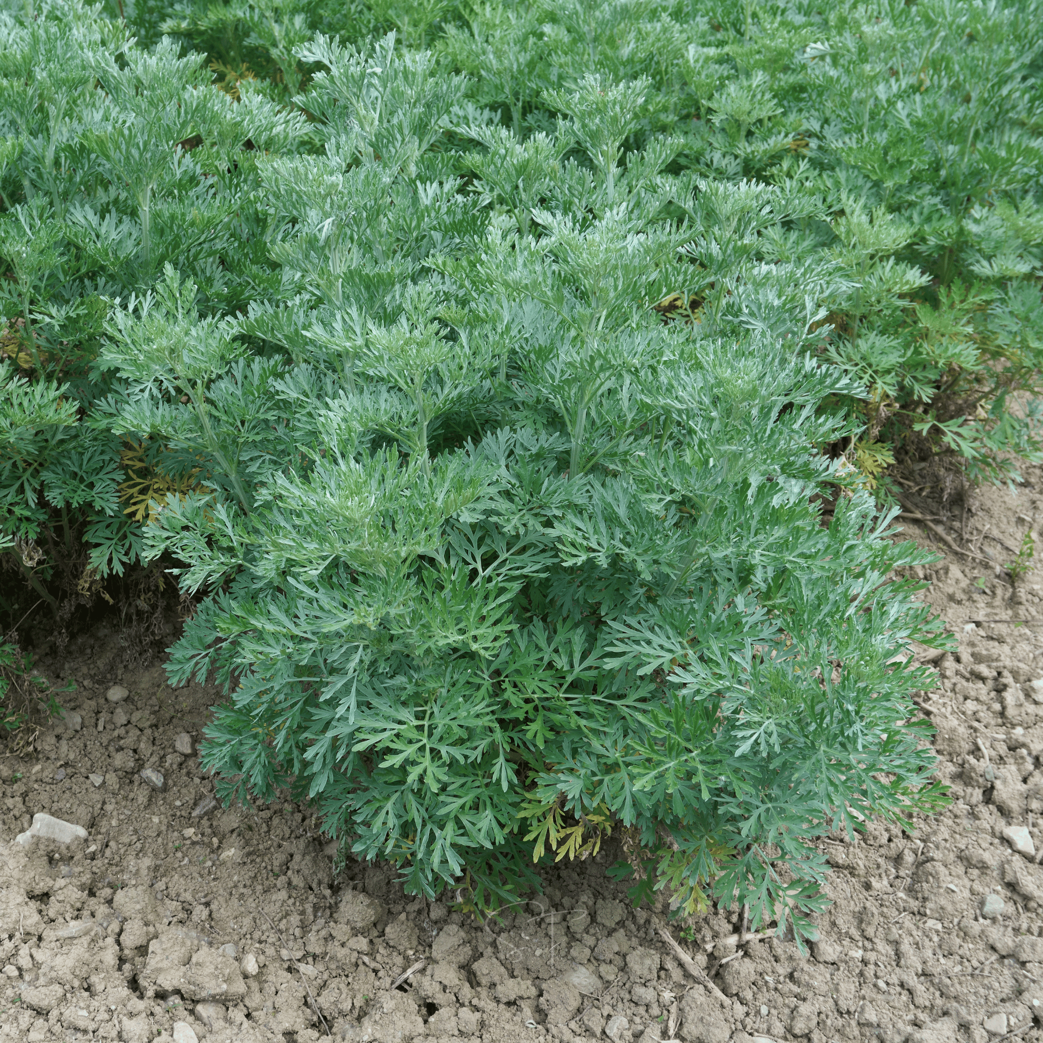 Wormwood – 200 Seeds