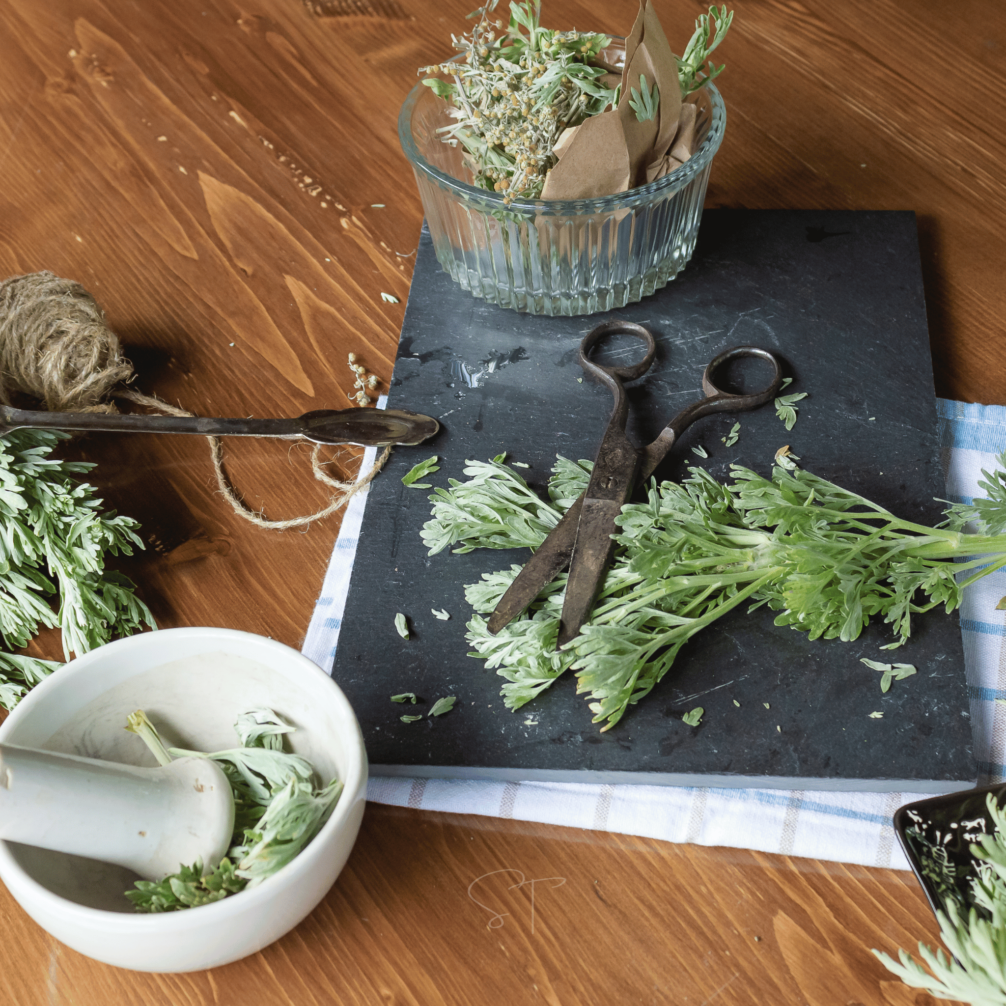 Wormwood – 200 Seeds