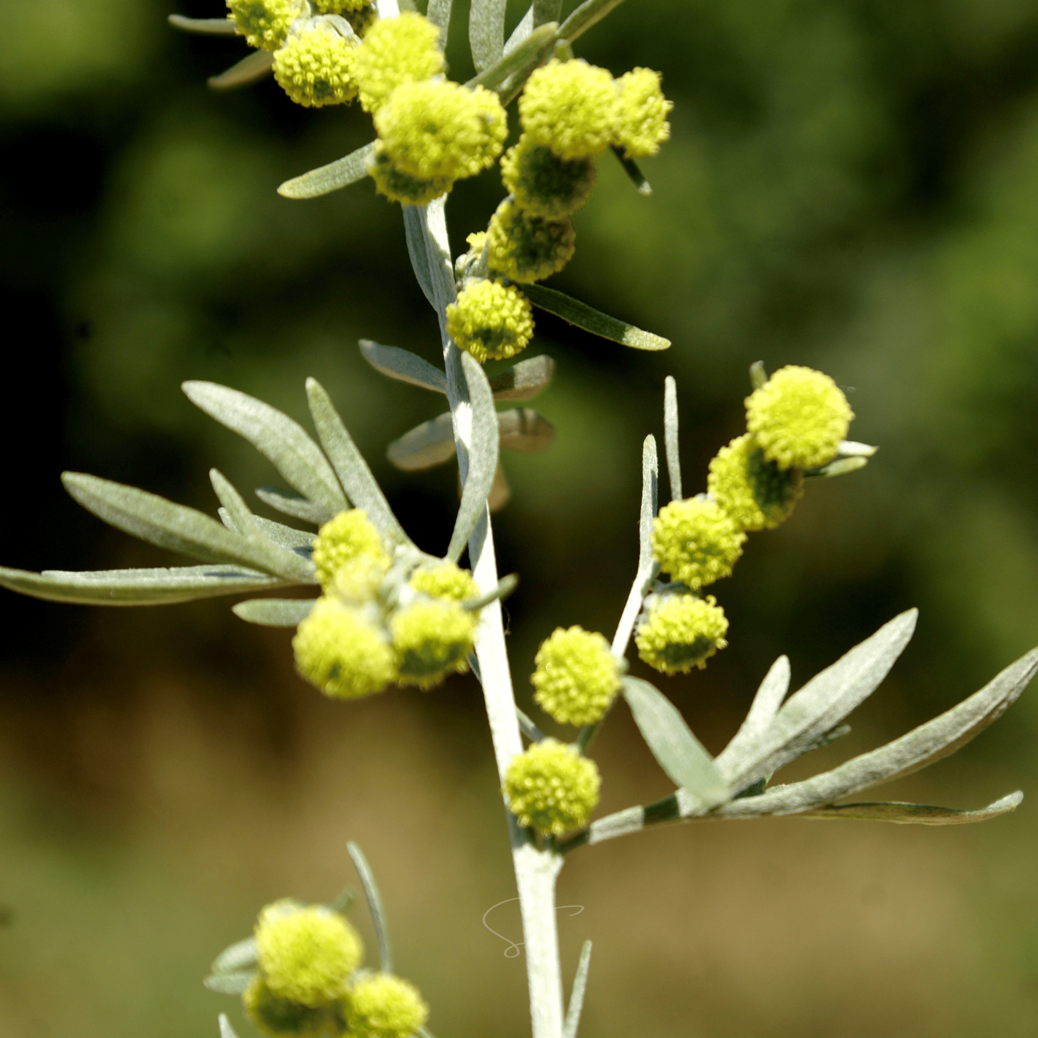 Wormwood – 200 Seeds