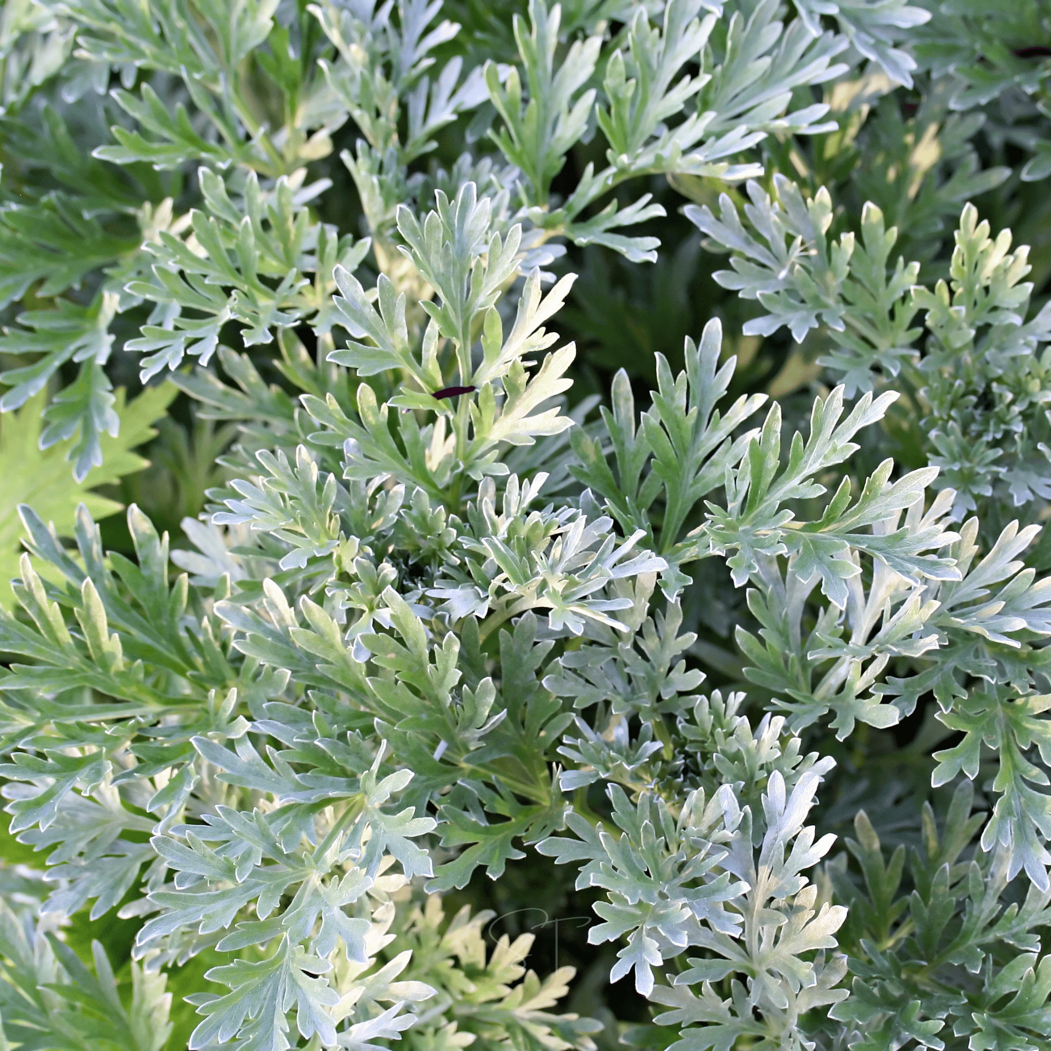 Wormwood – 200 Seeds