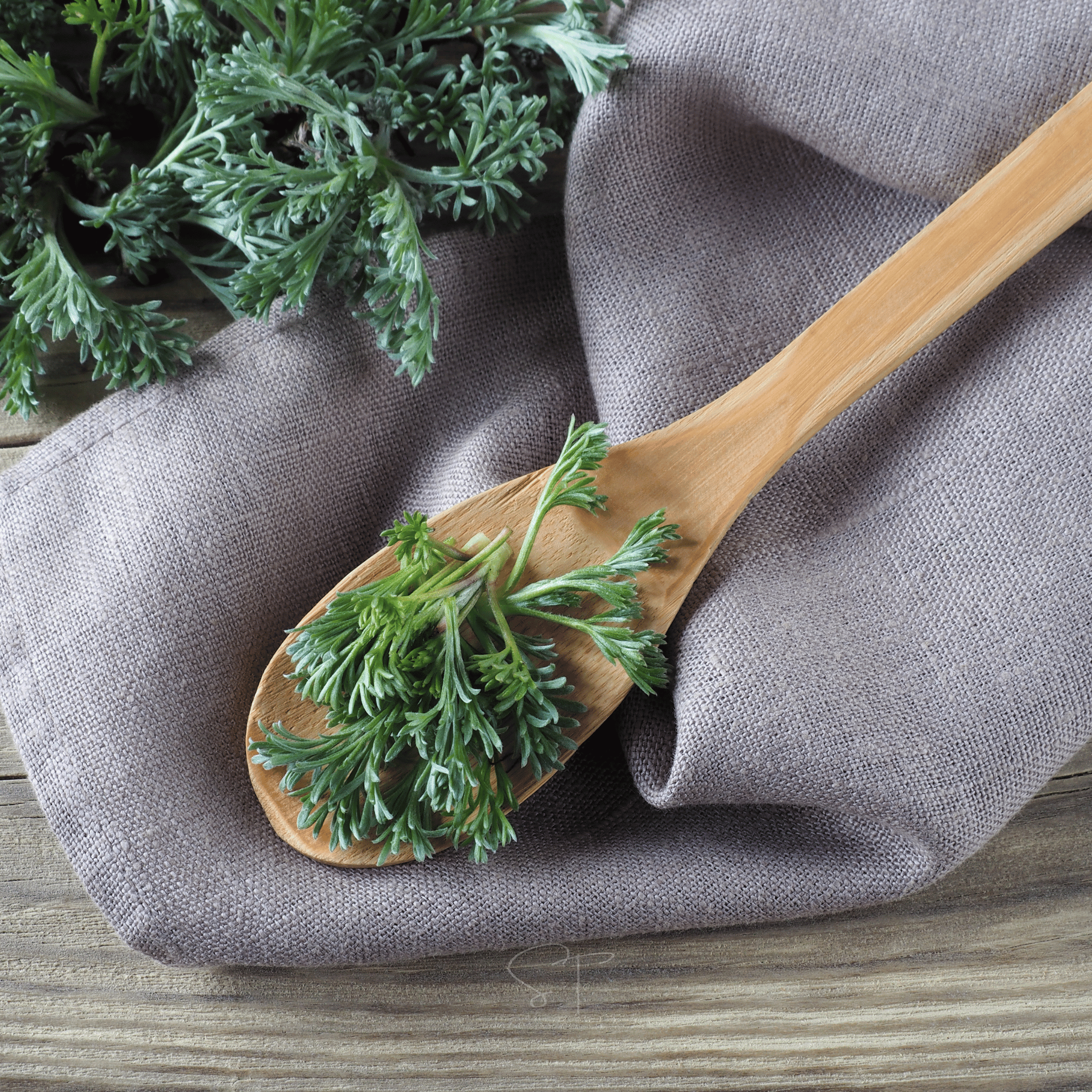 Wormwood – 200 Seeds