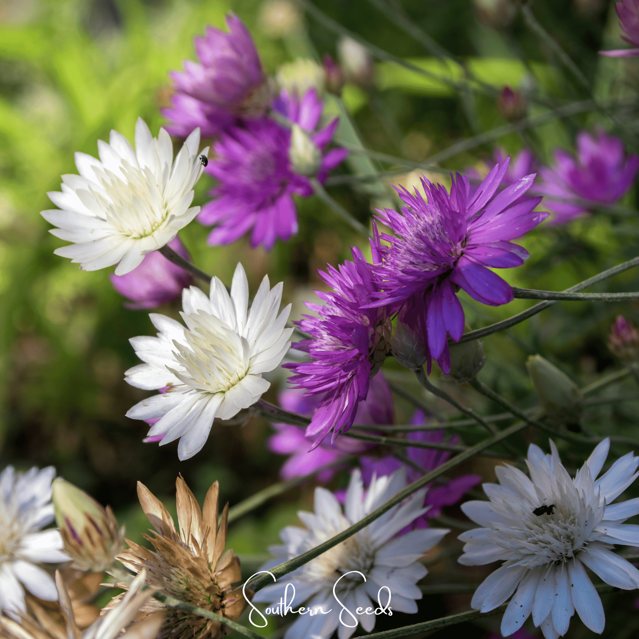 Immortelle Mix Xeranthemum – 100 Seeds