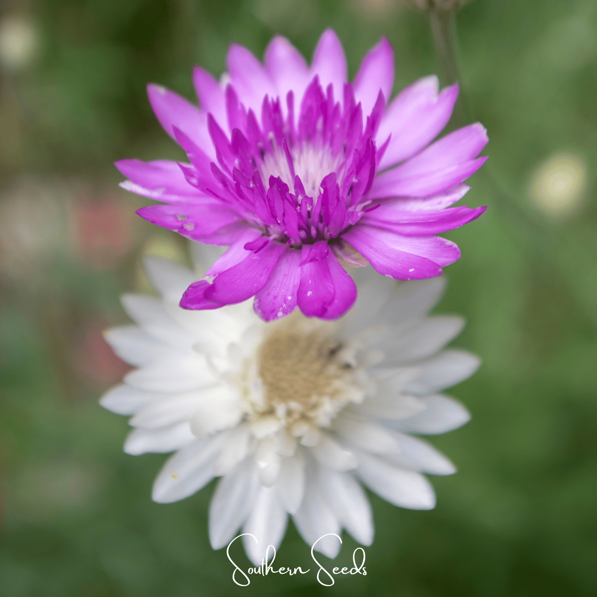 Immortelle Mix Xeranthemum – 100 Seeds