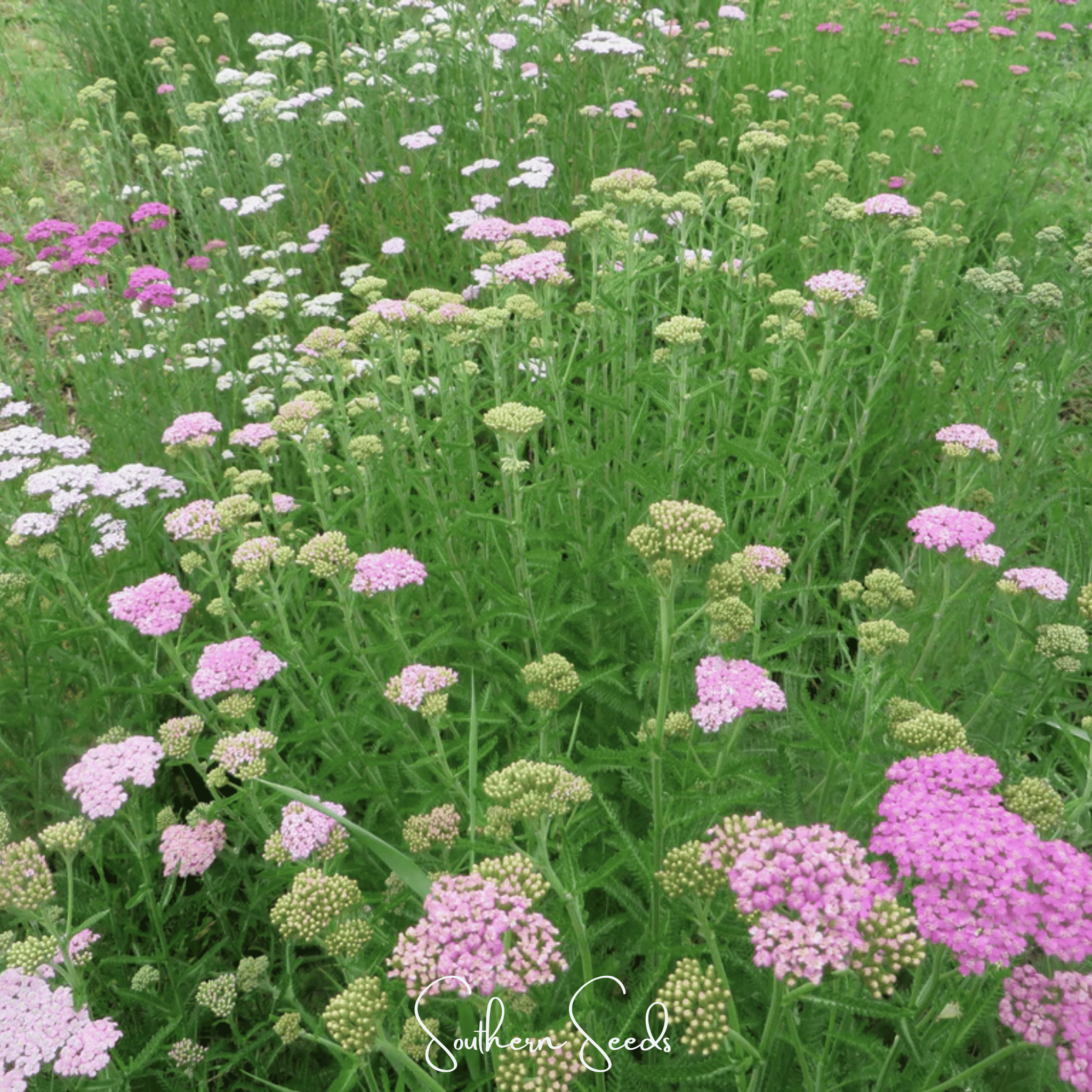 Colorado Mix Yarrow – 50 Seeds