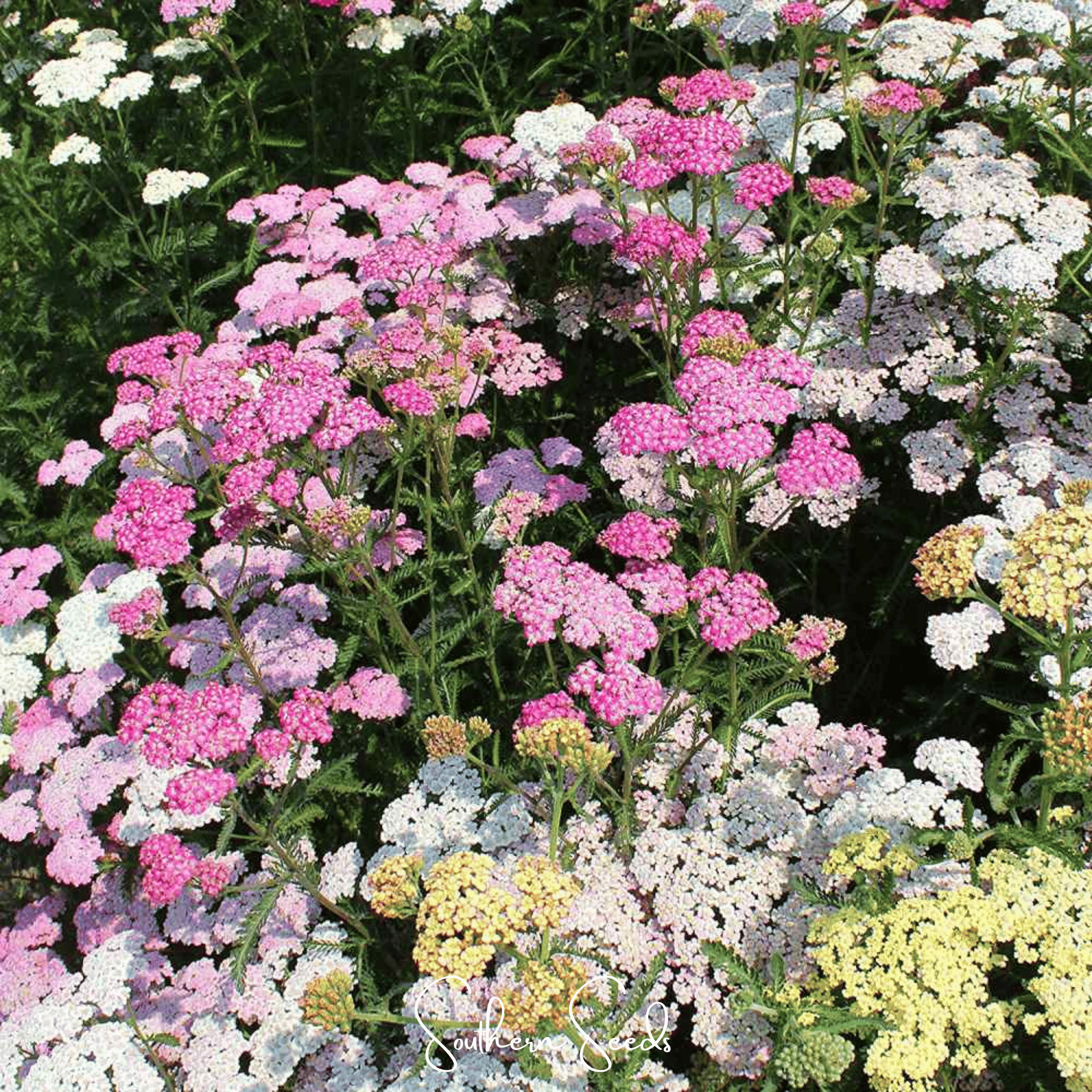 Colorado Mix Yarrow – 50 Seeds