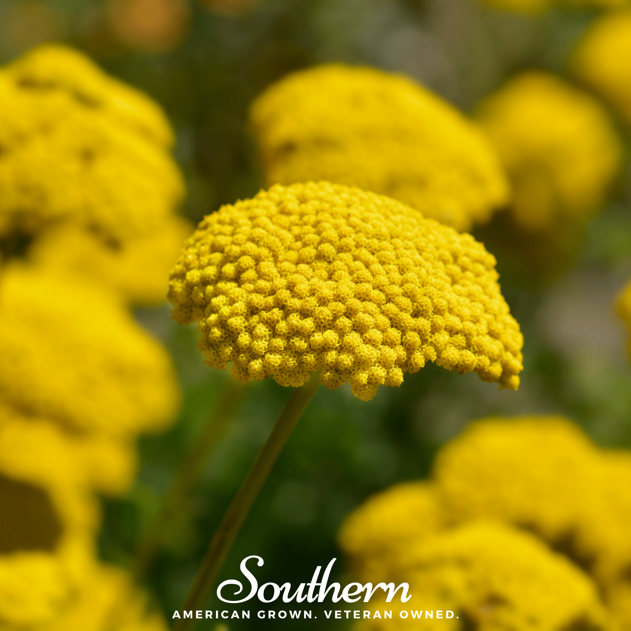 Golden Parker Yarrow – 100 Seeds