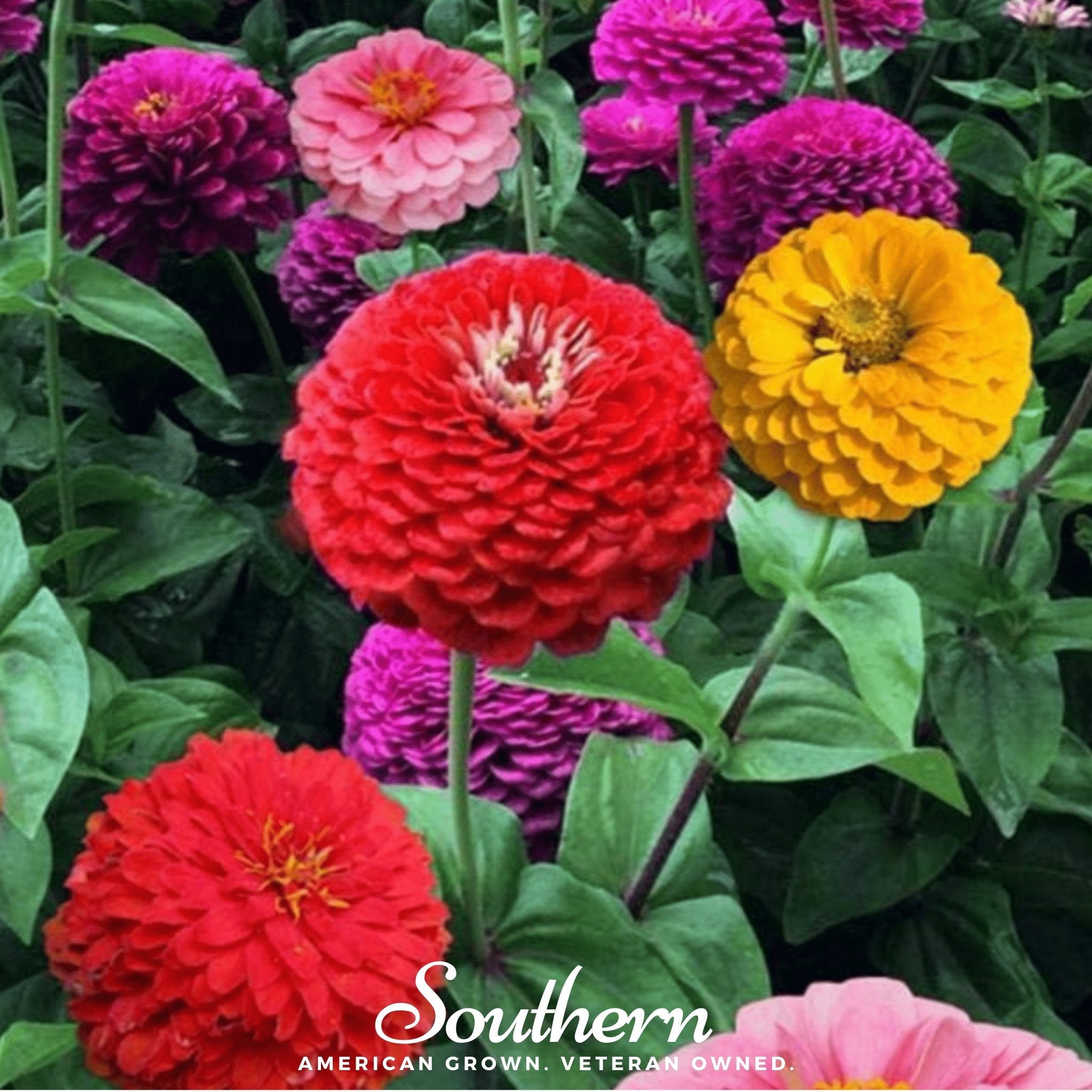 California Giants Zinnia – 100 Seeds