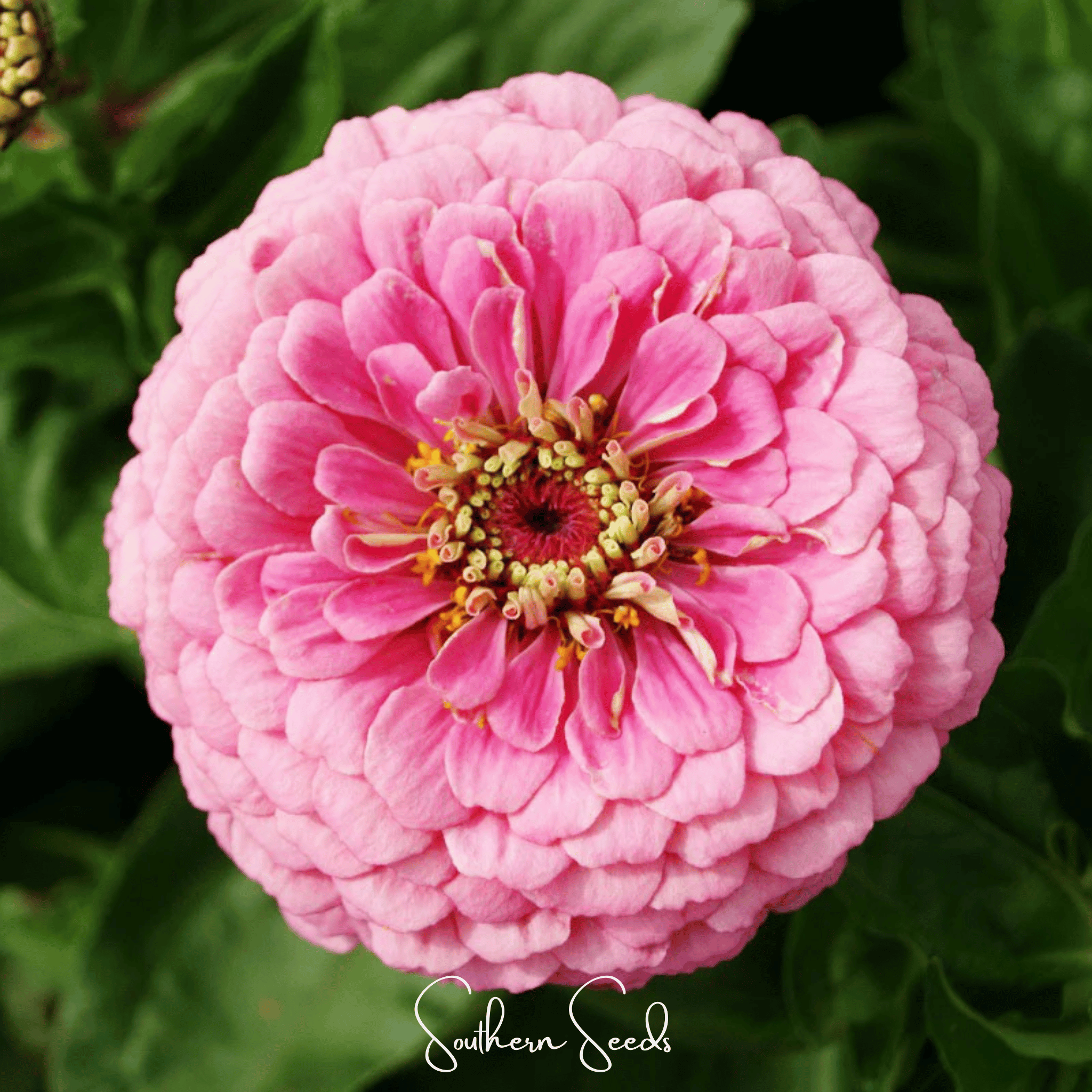 Luminosa Zinnia – 100 Seeds