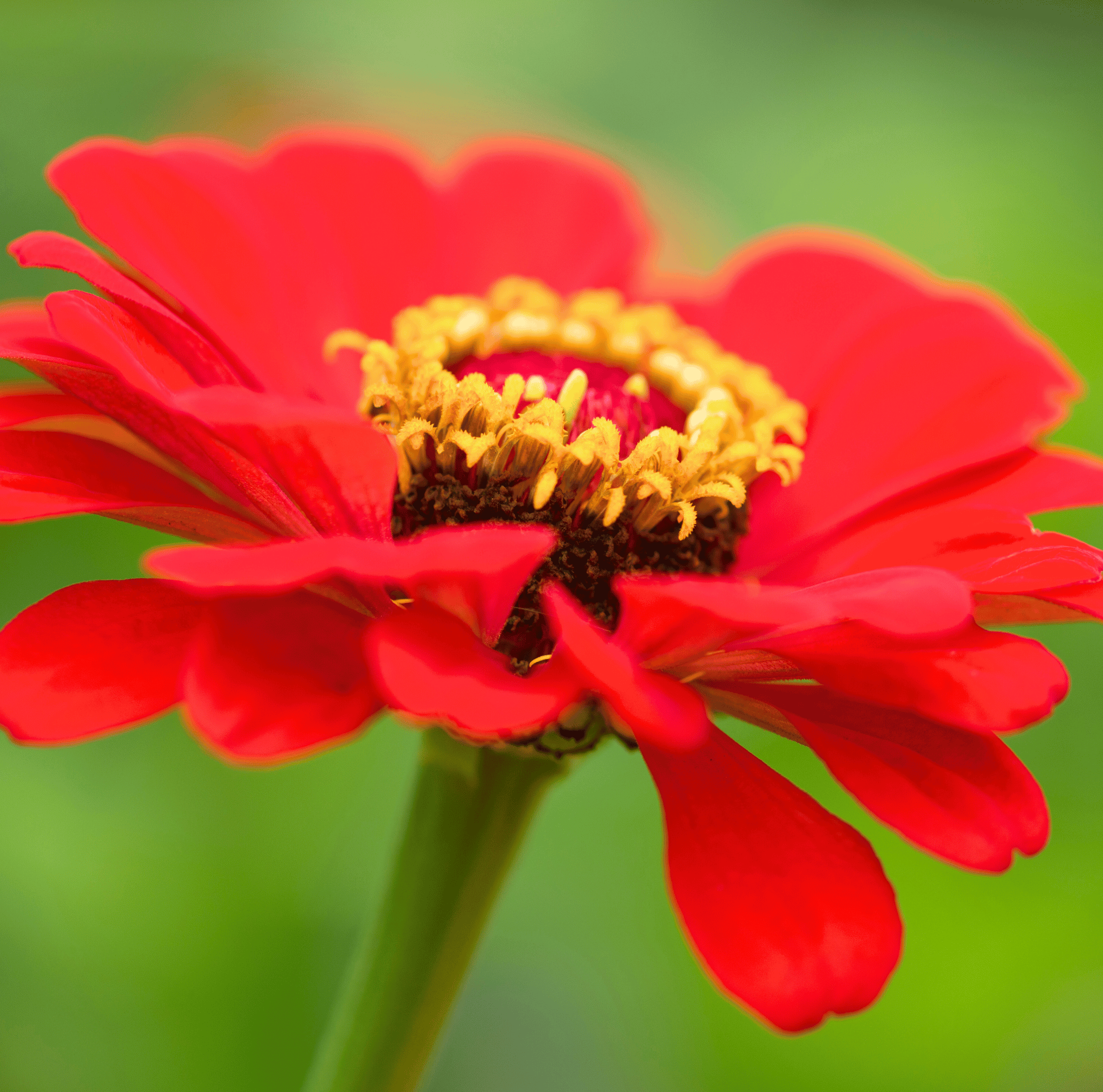 Meteor Zinnia – 100 Seeds