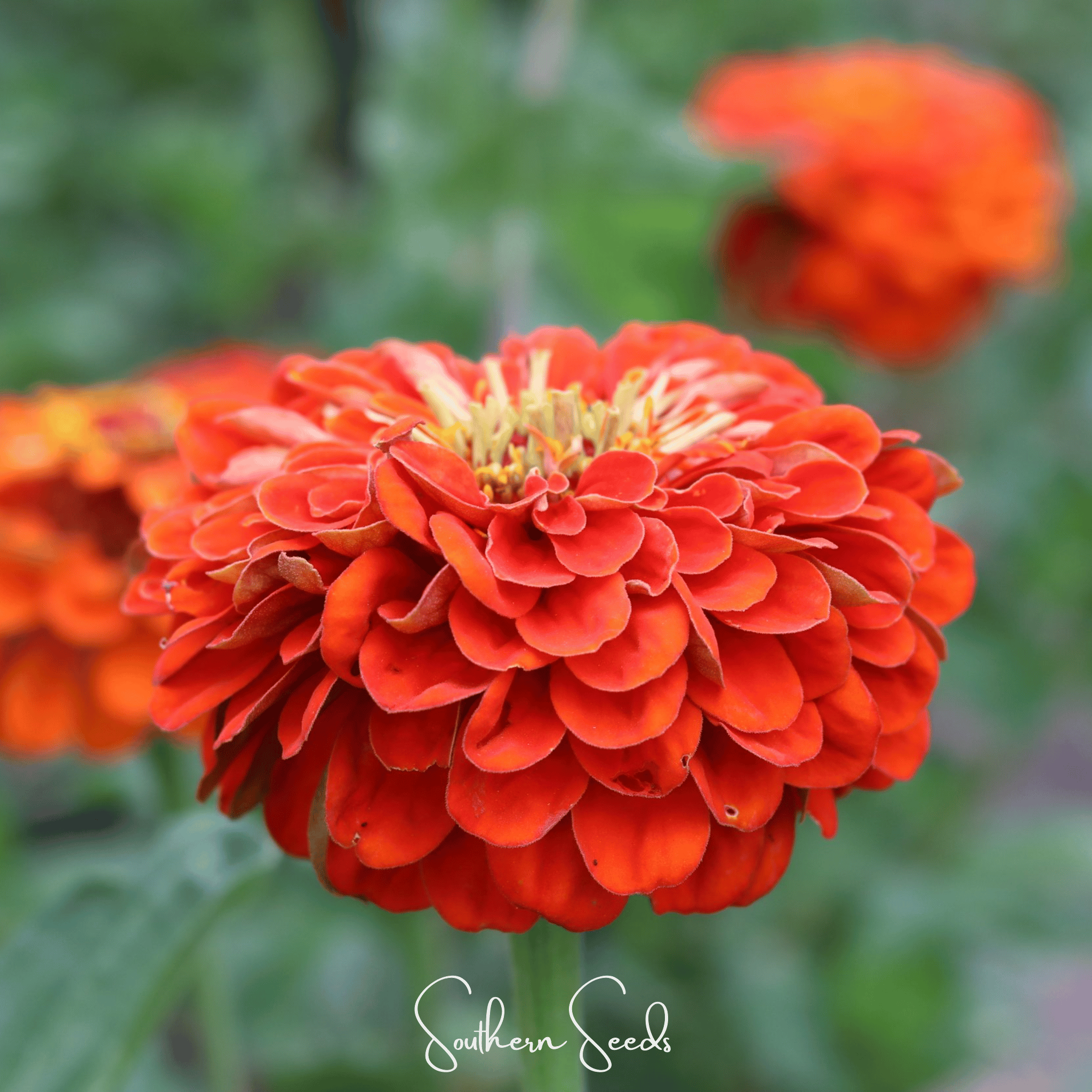 Oriole Zinnia – 50 Seeds