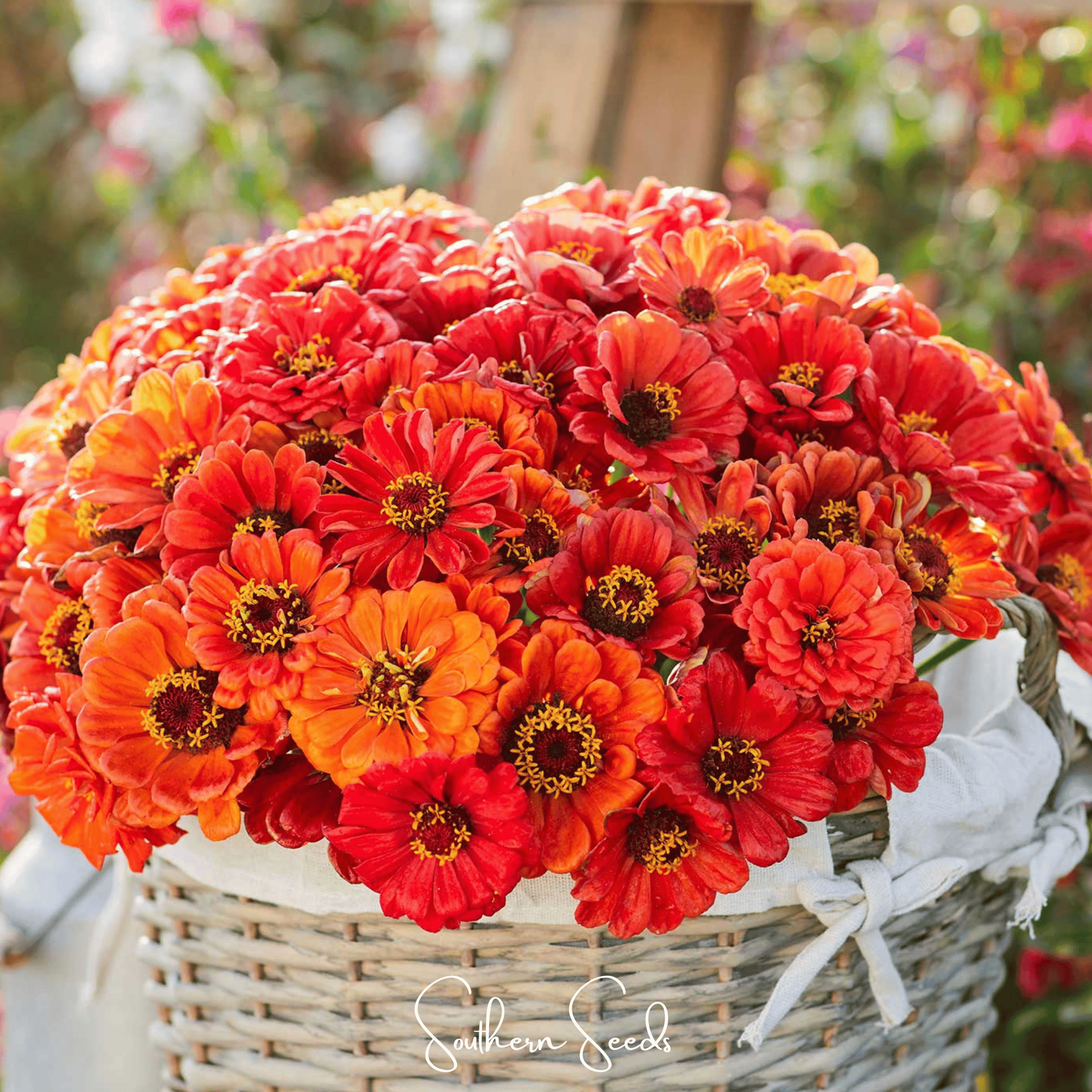 Oriole Zinnia – 50 Seeds
