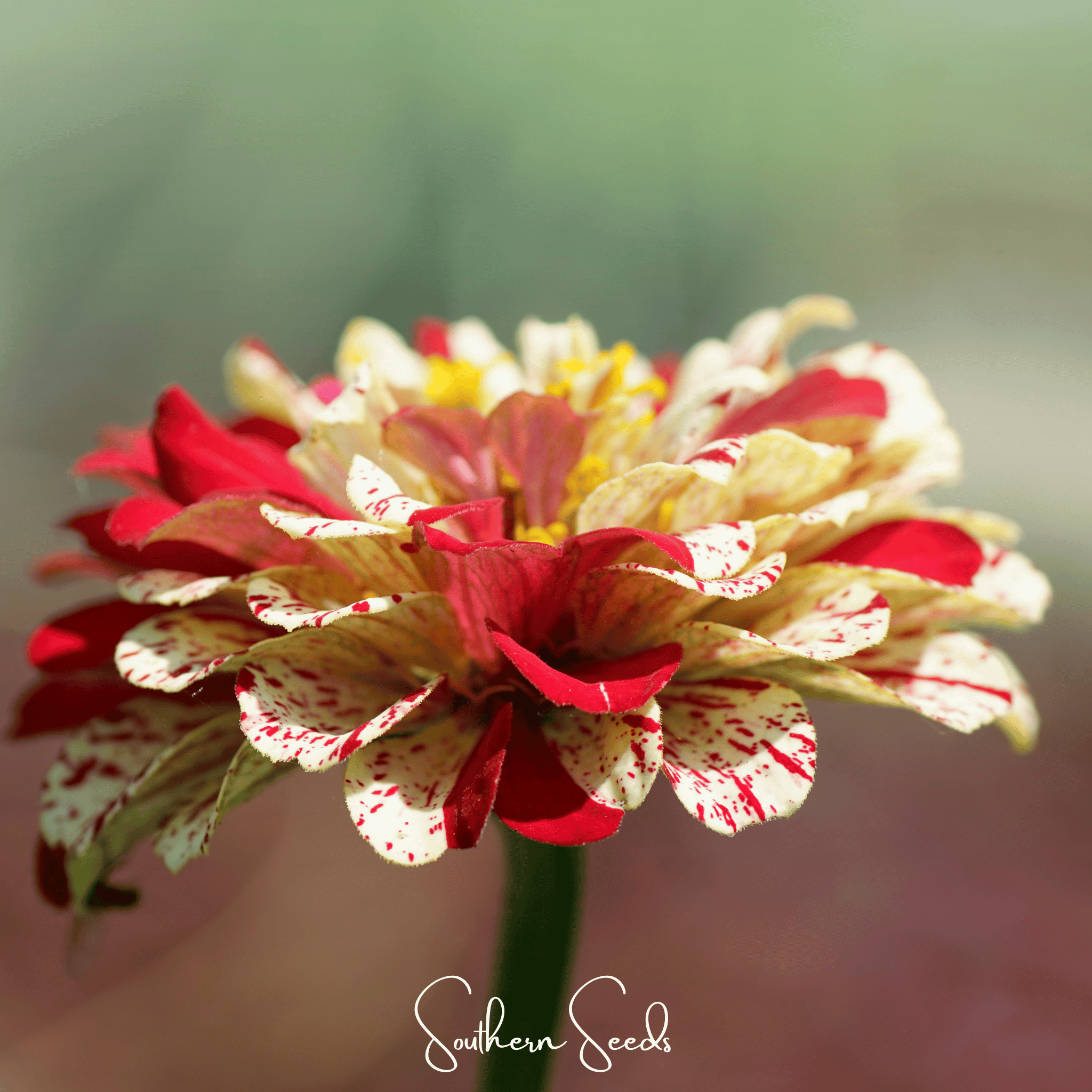 Peppermint Stick Zinnia – 50 Seeds