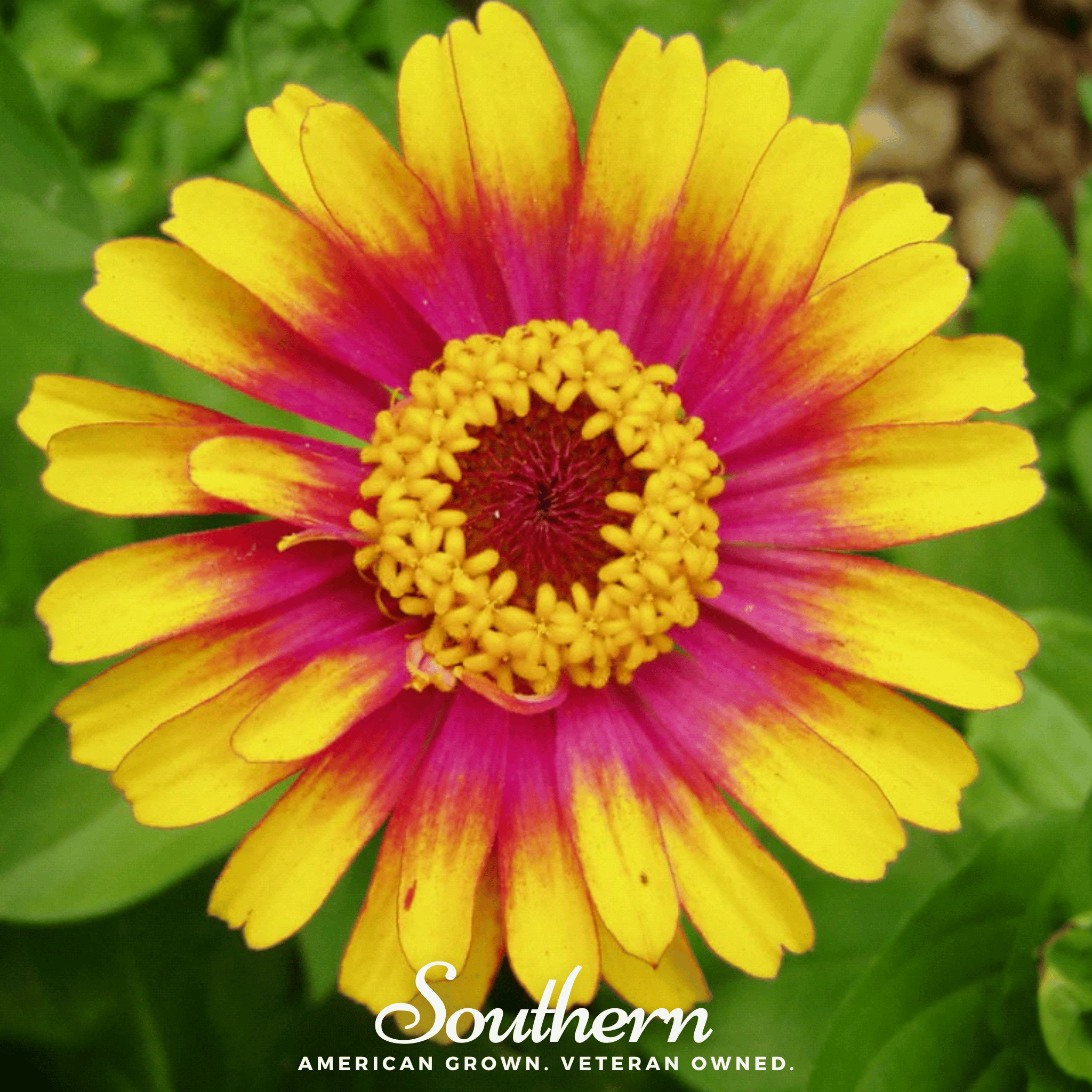 Sombrero Zinnia – 50 Seeds