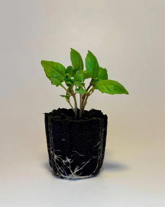 zzCardinalBasil-EDIT.jpg__PID:72087681-c602-49aa-a04c-d12eece31fb0