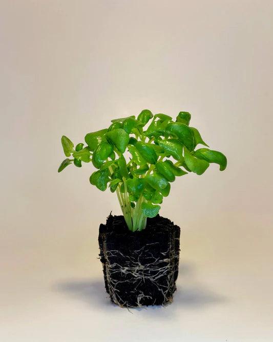 zzGenoveseBasil-EDIT.jpg__PID:087681c6-02a9-4a60-8cd1-2eece31fb09f