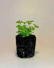 Load image into Gallery viewer, zzParsleyMinuet-EDIT.jpg__PID:7681c602-a9aa-404c-912e-ece31fb09fd3

